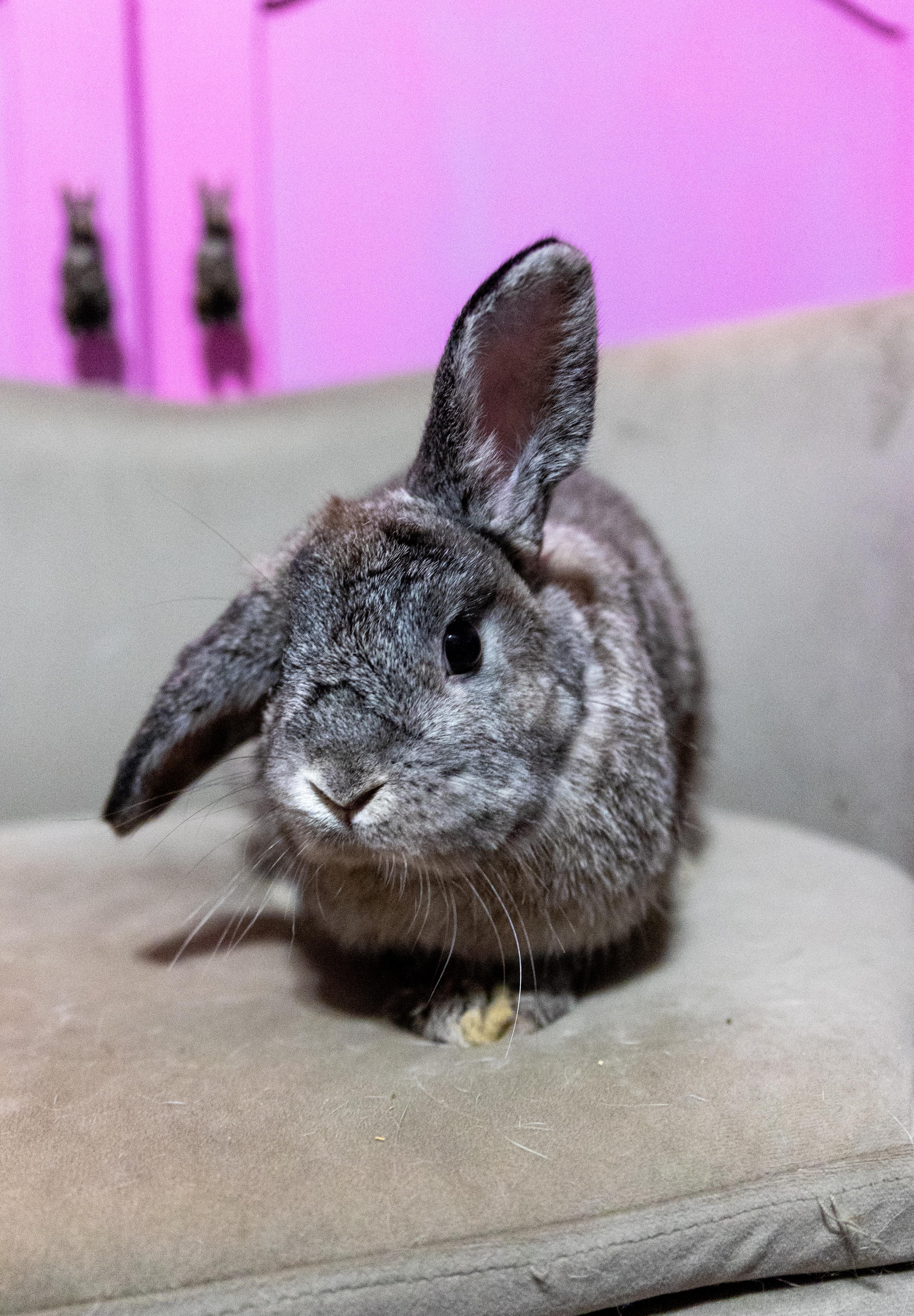 Enlarge Ruby, a Adoptable Mini Lop in North Little Rock, AR image 2/4