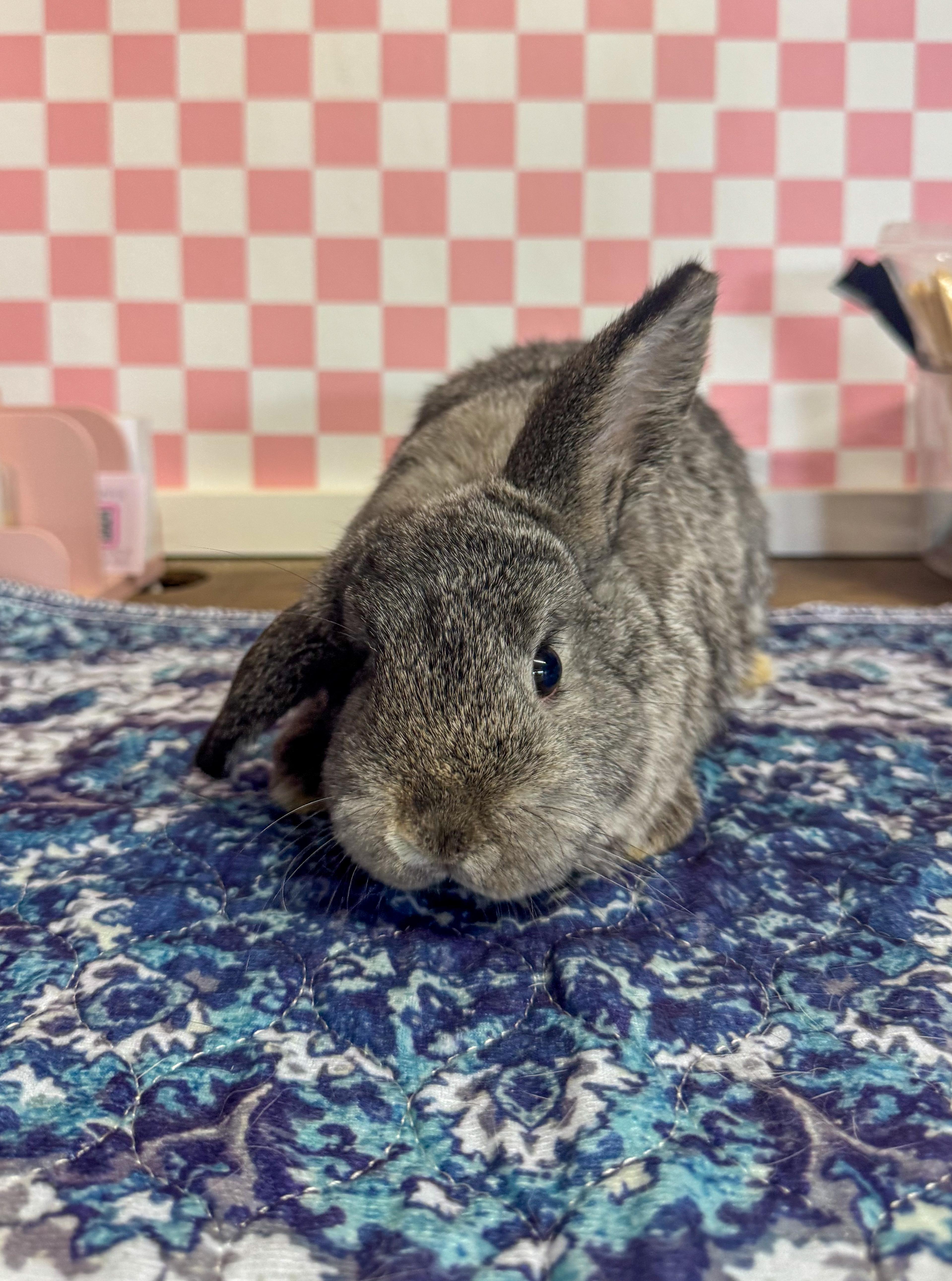 Enlarge Ruby, a Adoptable Mini Lop in North Little Rock, AR image 3/4
