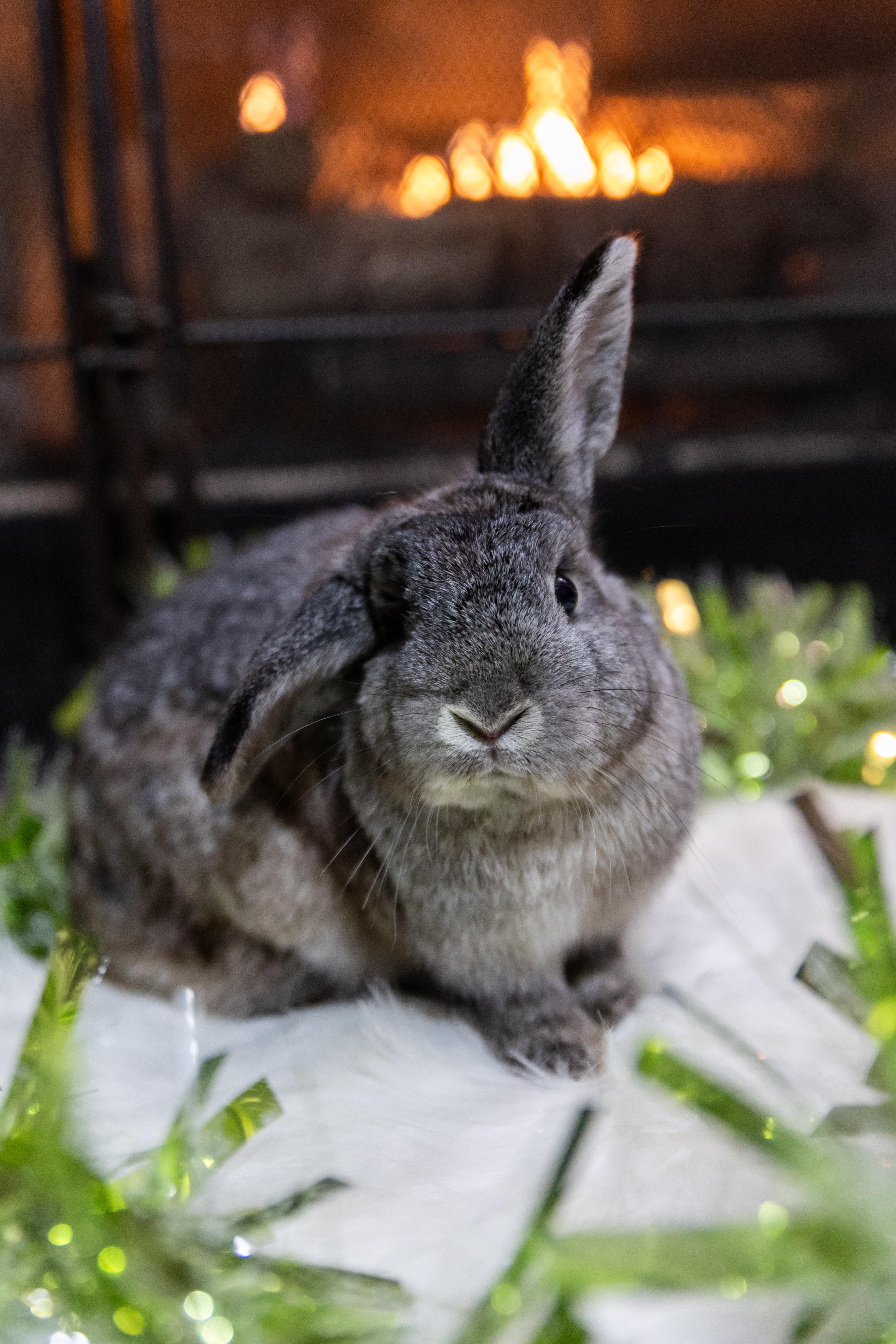 Enlarge Ruby, a Adoptable Mini Lop in North Little Rock, AR image 4/4