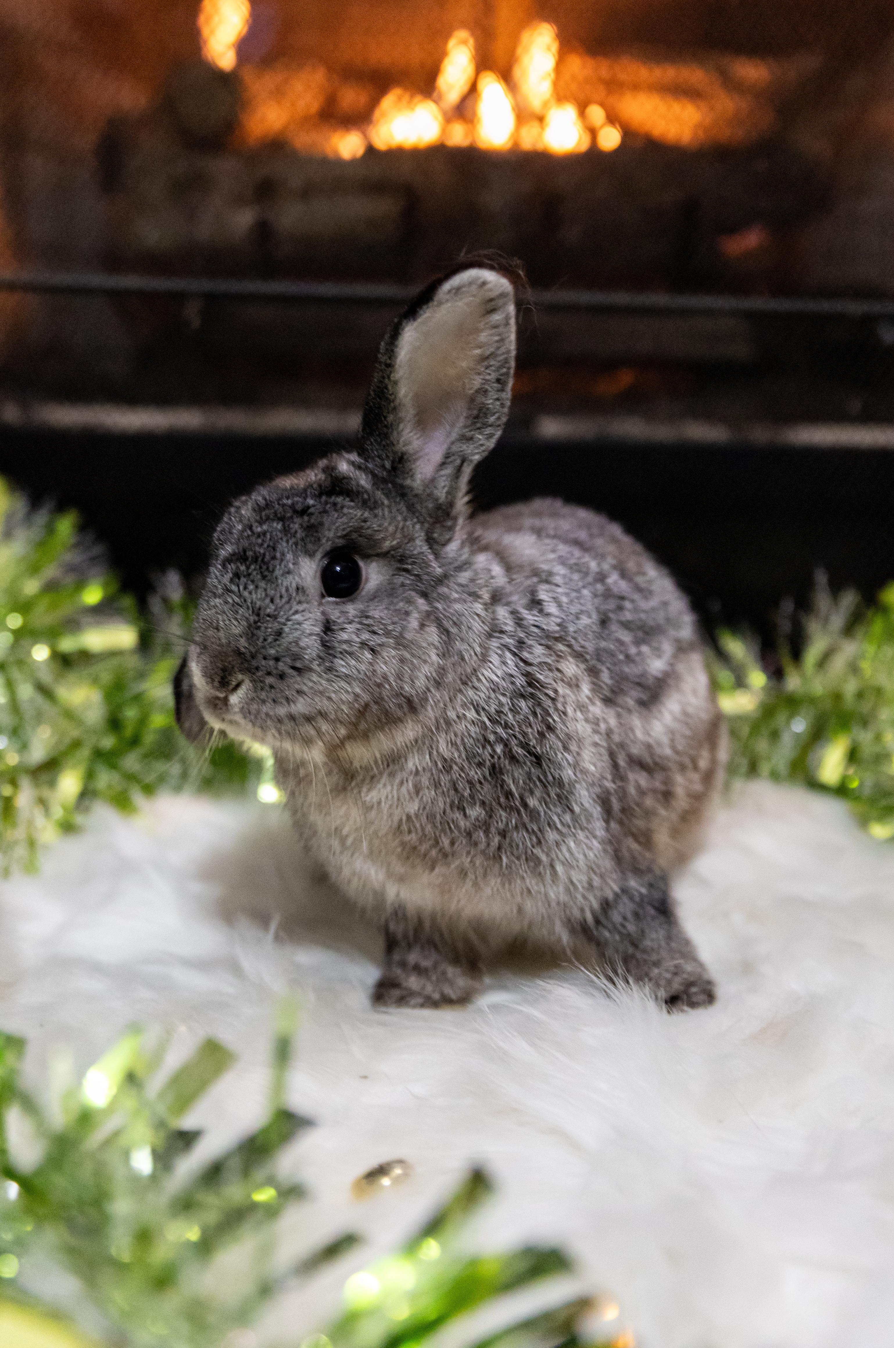 Ruby, Adoptable, Young Female Mini Lop.