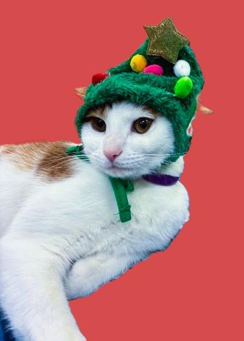 Kahlil- #49578, Adoptable, Adult Male Domestic Short Hair.