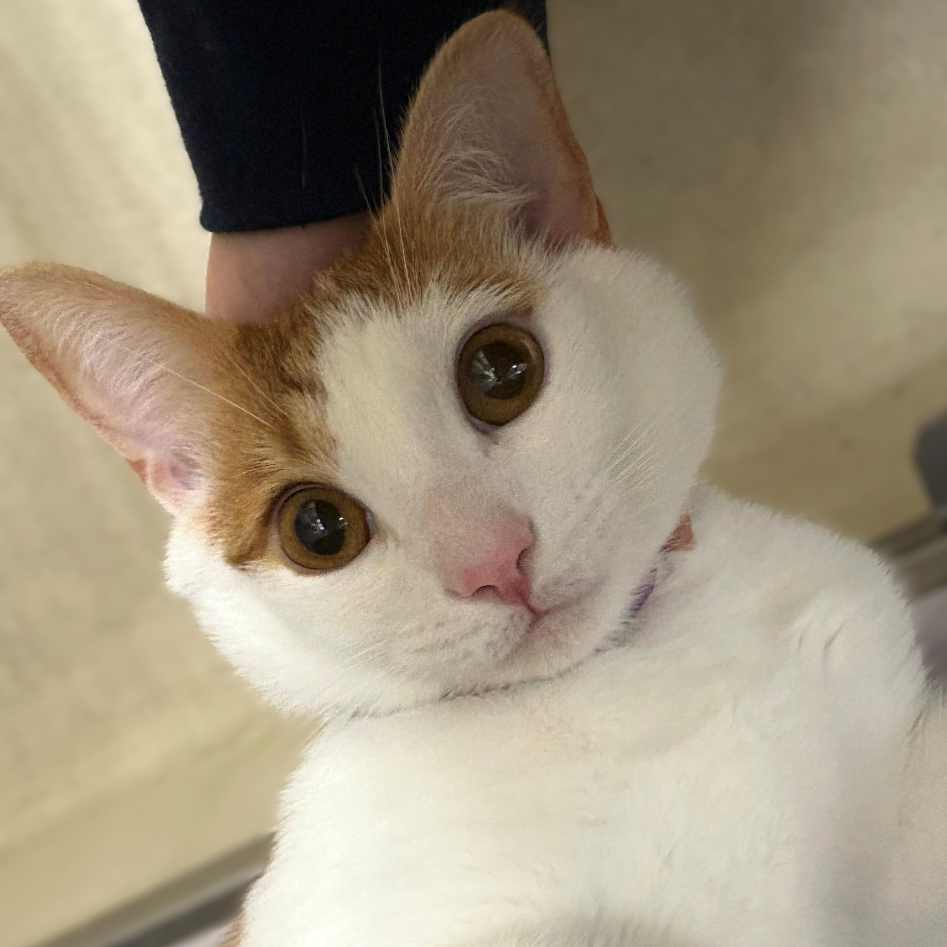 Enlarge Kahlil- #49578, a Adoptable Domestic Short Hair in Columbia, MD image 3/3