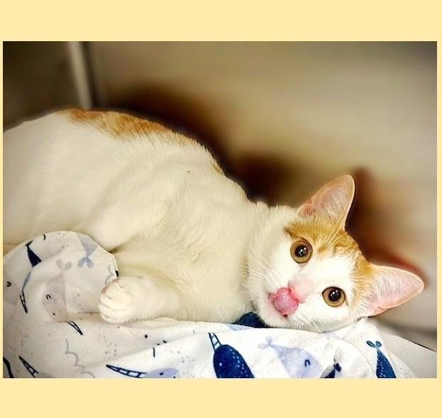 Enlarge Kahlil- #49578, a Adoptable Domestic Short Hair in Columbia, MD image 1/3