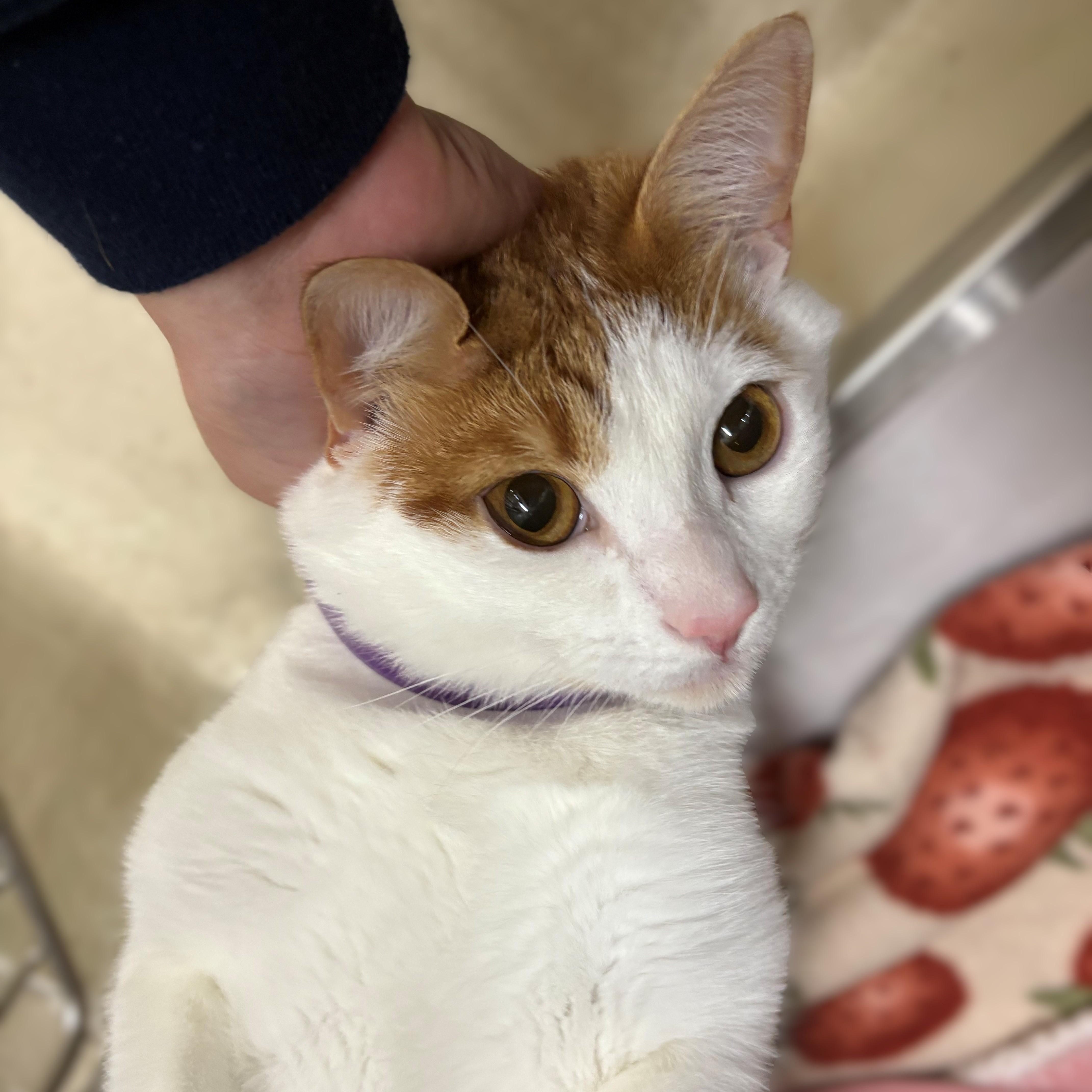 Enlarge Kahlil- #49578, a Adoptable Domestic Short Hair in Columbia, MD image 2/3