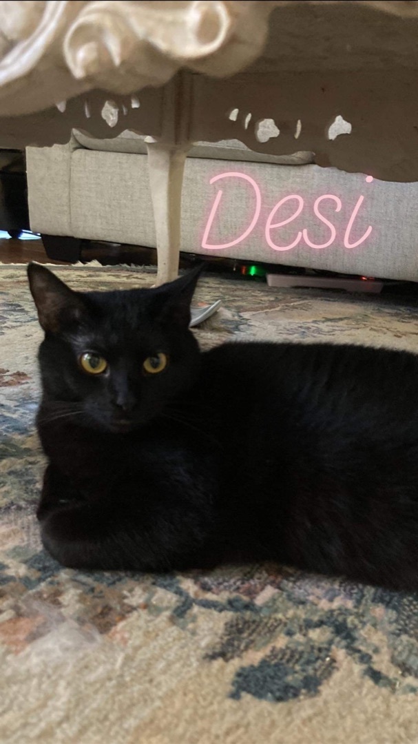 Enlarge Desi, a Adoptable Domestic Short Hair in Memphis, TN image 2/2