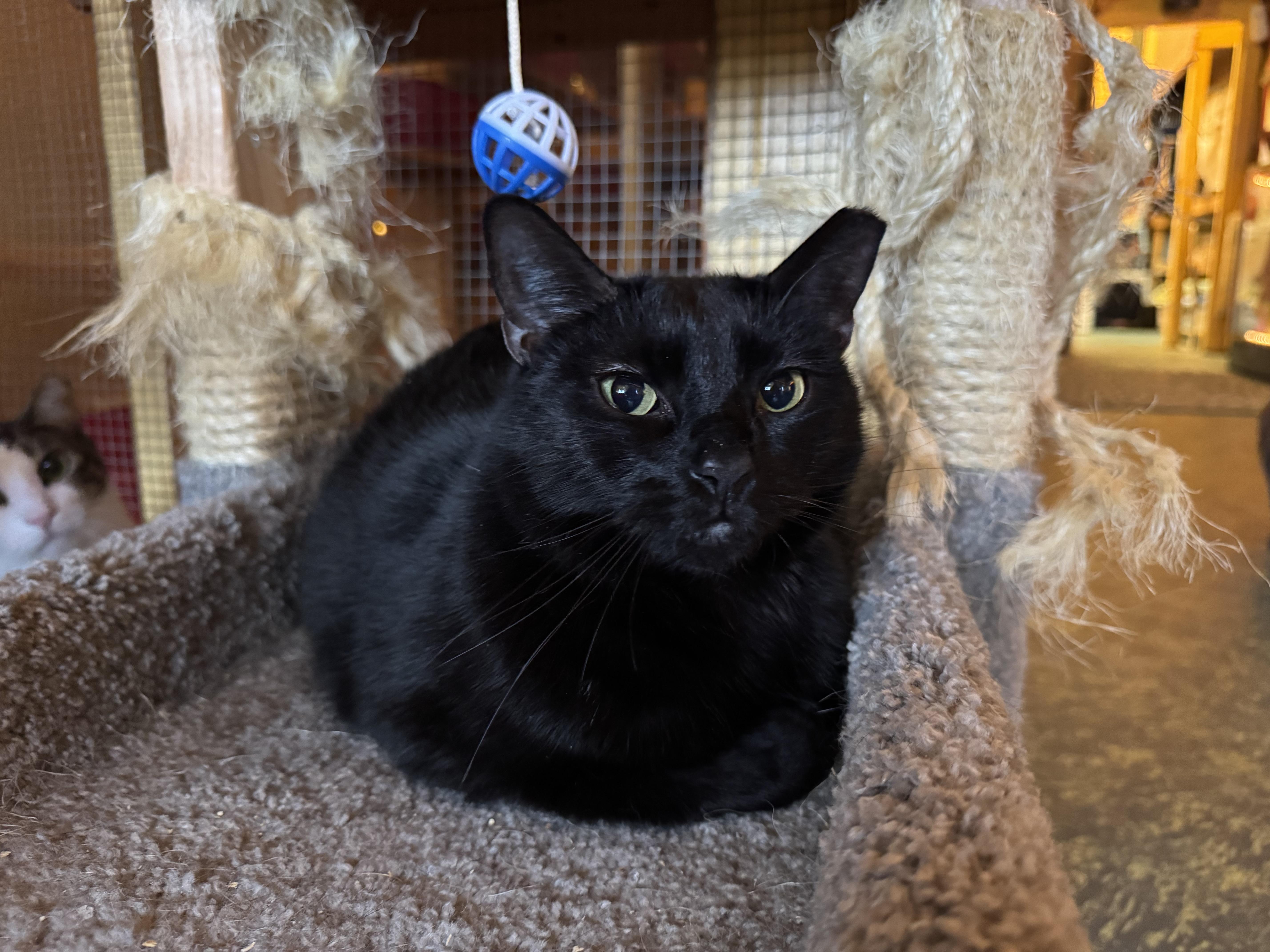 Enlarge Desi, a Adoptable Domestic Short Hair in Memphis, TN image 1/2