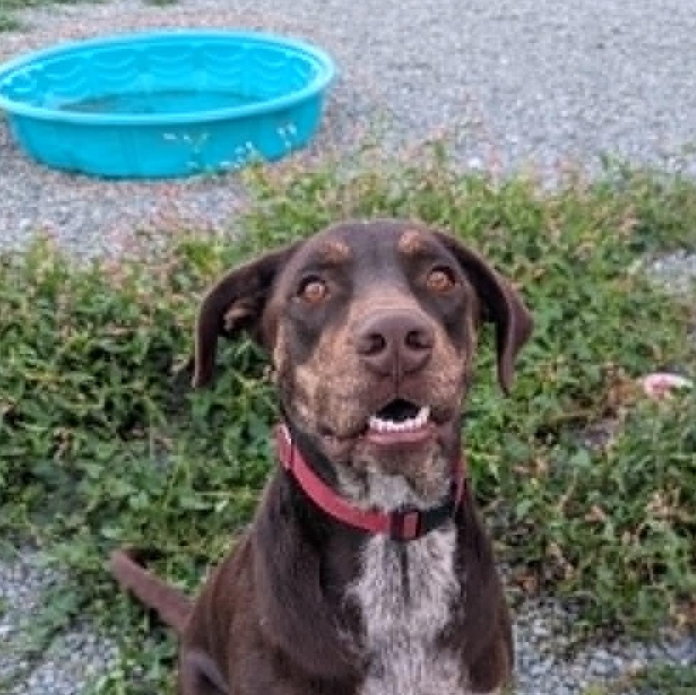 Enlarge Choco is in Washington and needs a foster home, a Adopted mixed breed in Redmond, WA image 6/6