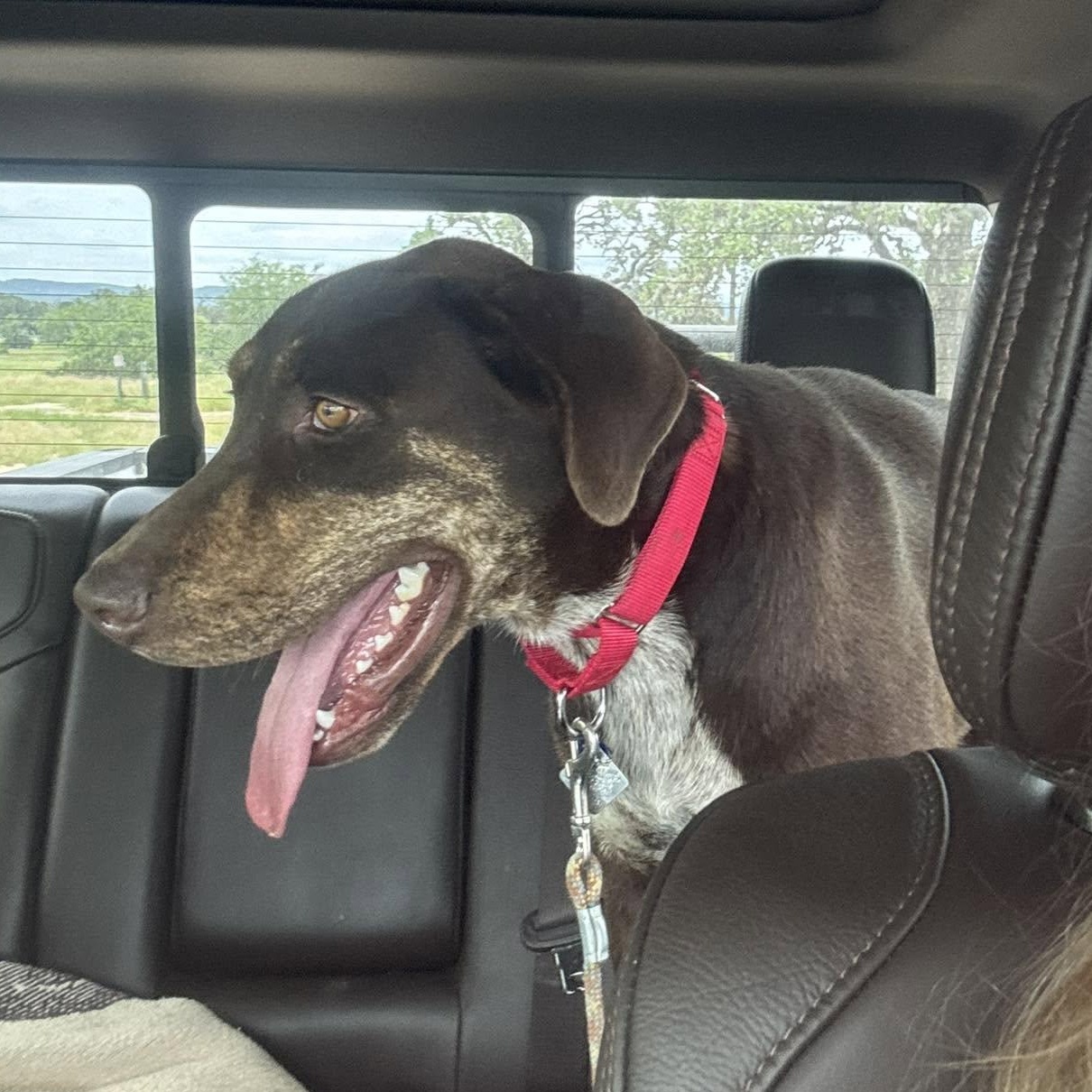 Choco is in Washington and NEEDS a foster home, a ADOPTABLE mixed breed in Redmond, WA image 2/6