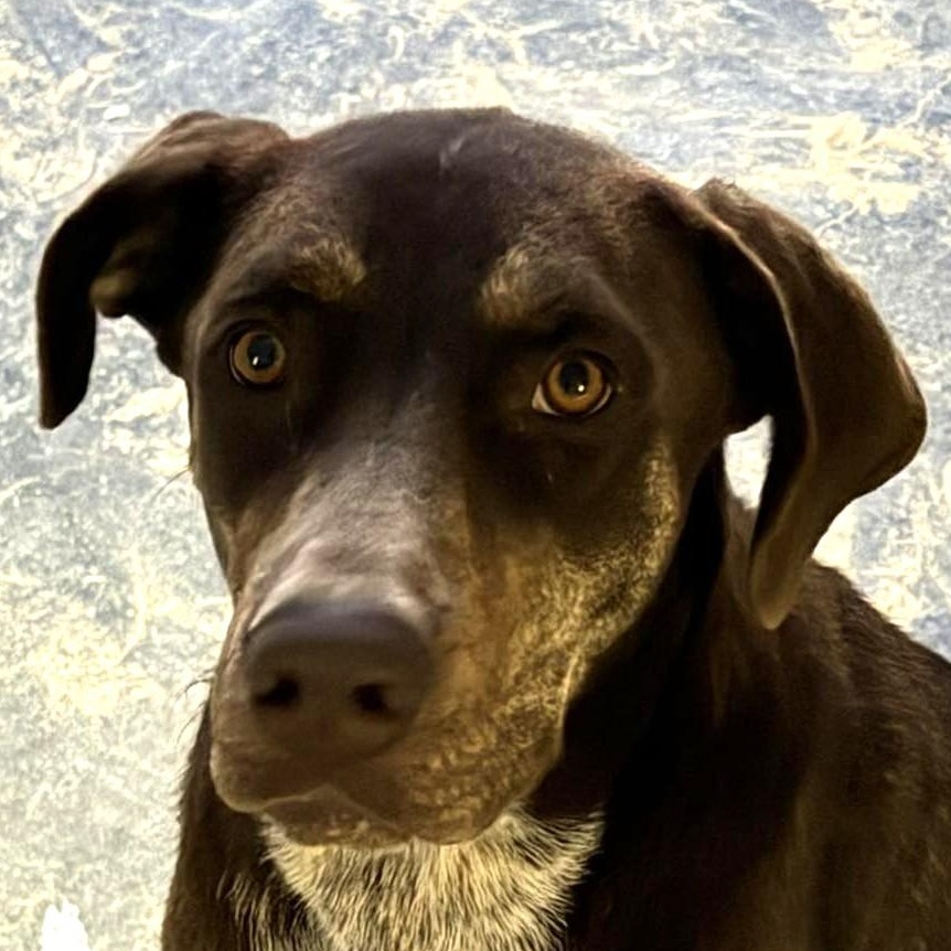 Choco is in Washington and NEEDS a foster home, a ADOPTABLE mixed breed in Redmond, WA image 3/6