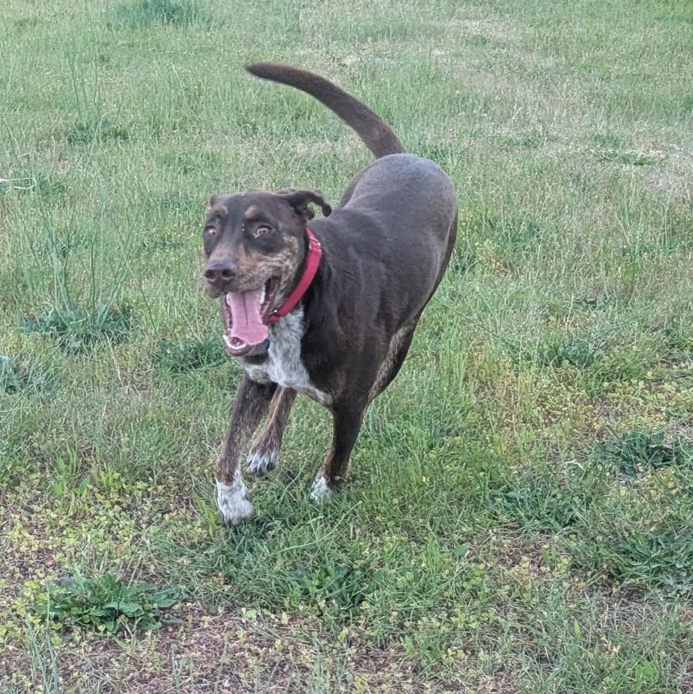 Choco is in Washington and NEEDS a foster home, a ADOPTABLE mixed breed in Redmond, WA image 4/6