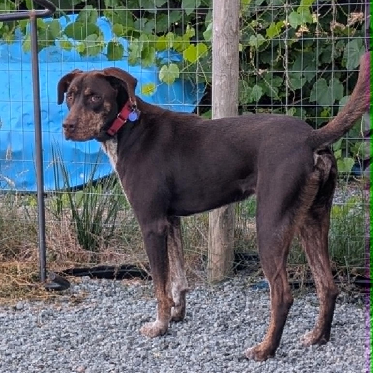 Enlarge Choco is in Washington and needs a foster home, a Adopted mixed breed in Redmond, WA image 5/6