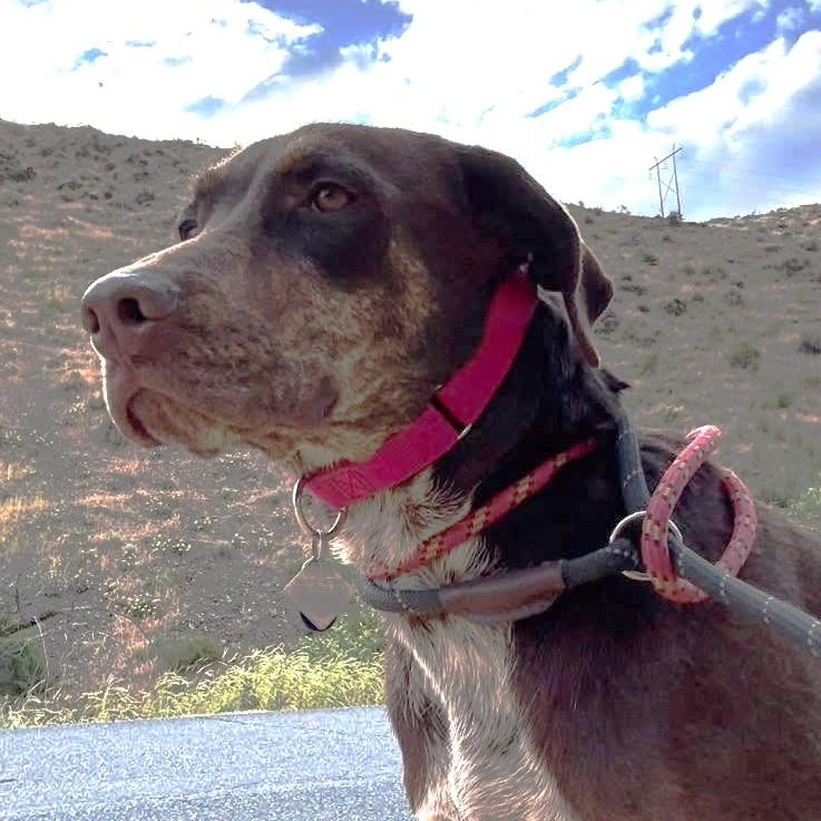 Choco is in Washington and NEEDS a foster home, ADOPTABLE, Young Male German Shorthaired Pointer & Labrador Retriever.