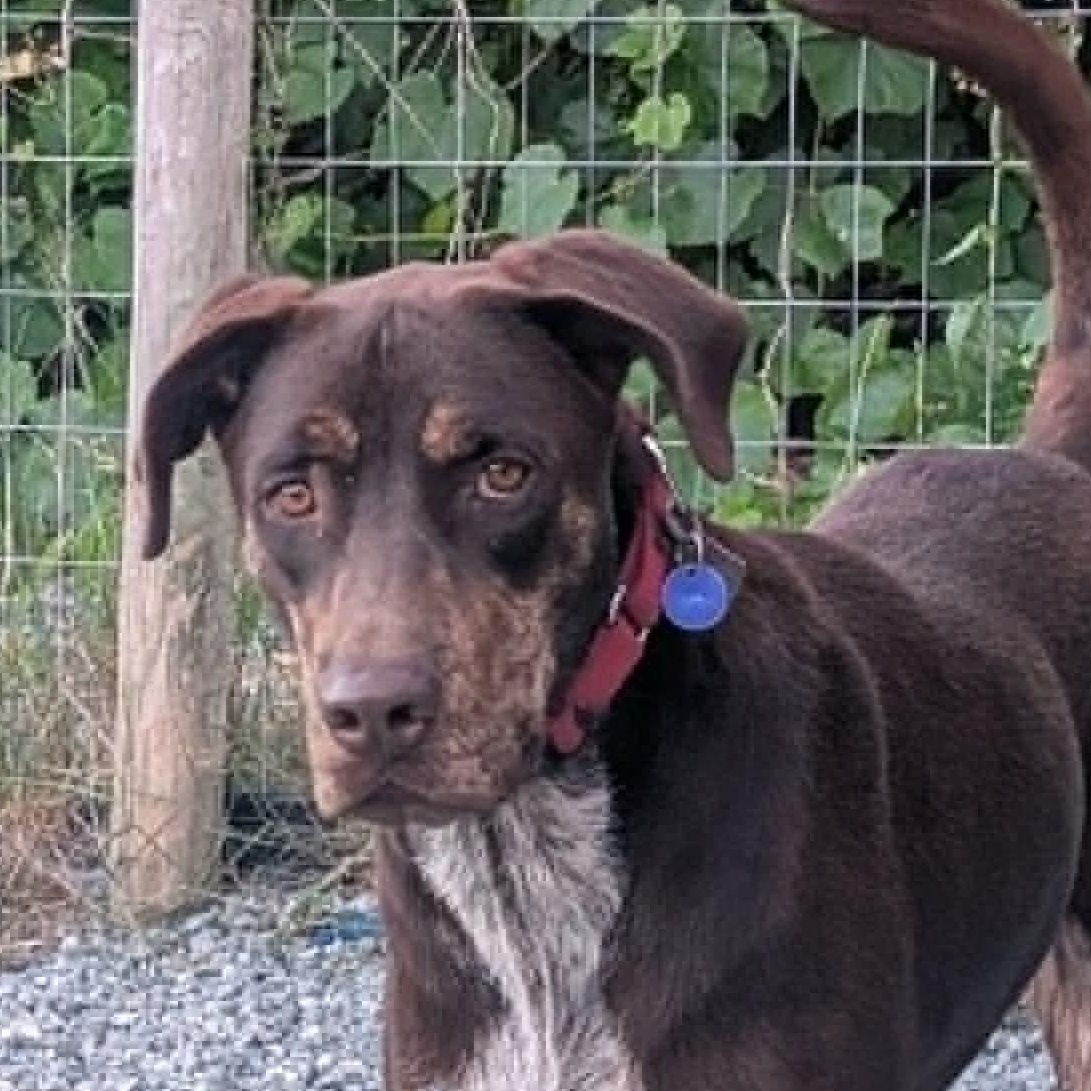 Enlarge Choco is in Washington and needs a foster home, a Adopted mixed breed in Redmond, WA image 1/6