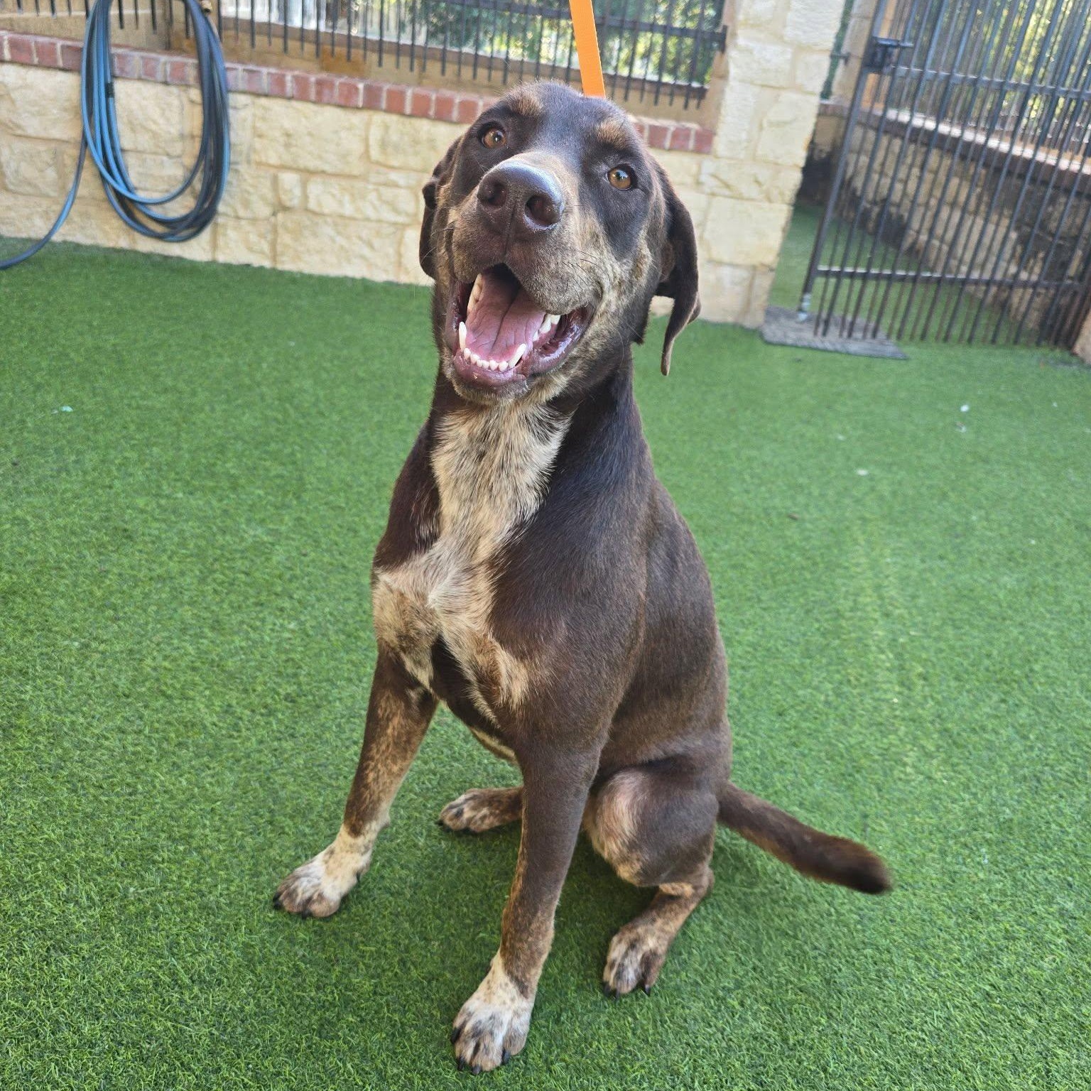 Choco is in Washington and NEEDS a foster home, a ADOPTABLE mixed breed in Redmond, WA image 5/6