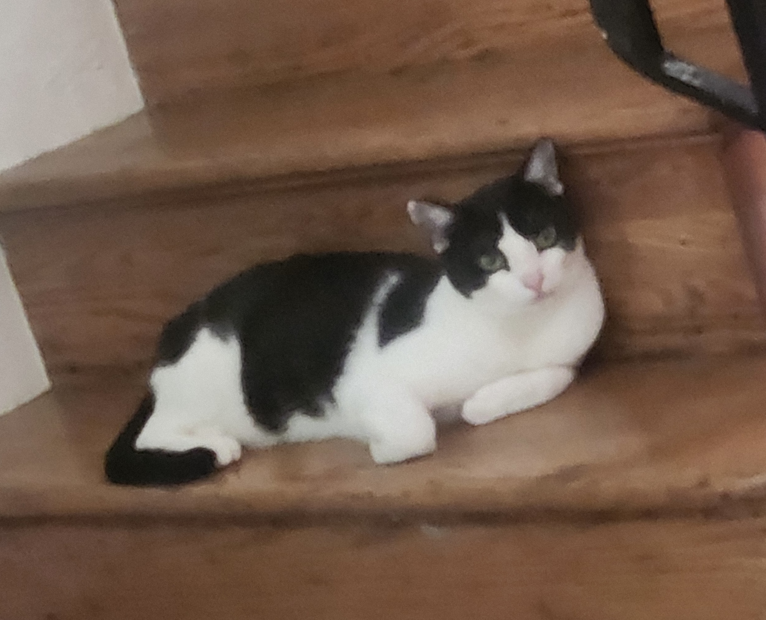 Gina, a Adoptable Domestic Short Hair in Philadelphia, PA image 1/8