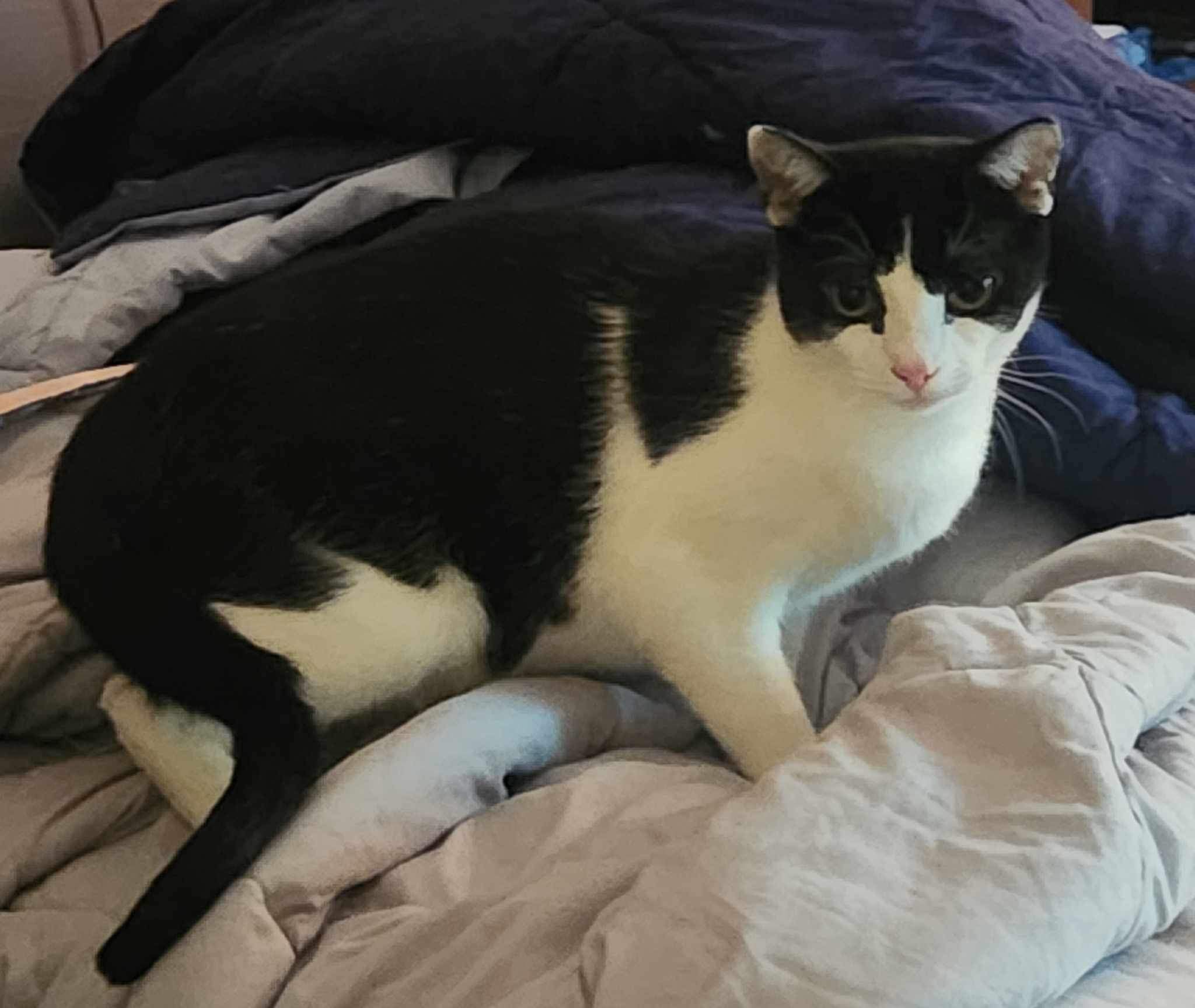 Enlarge Gina, a Adoptable Domestic Short Hair in Philadelphia, PA image 7/8