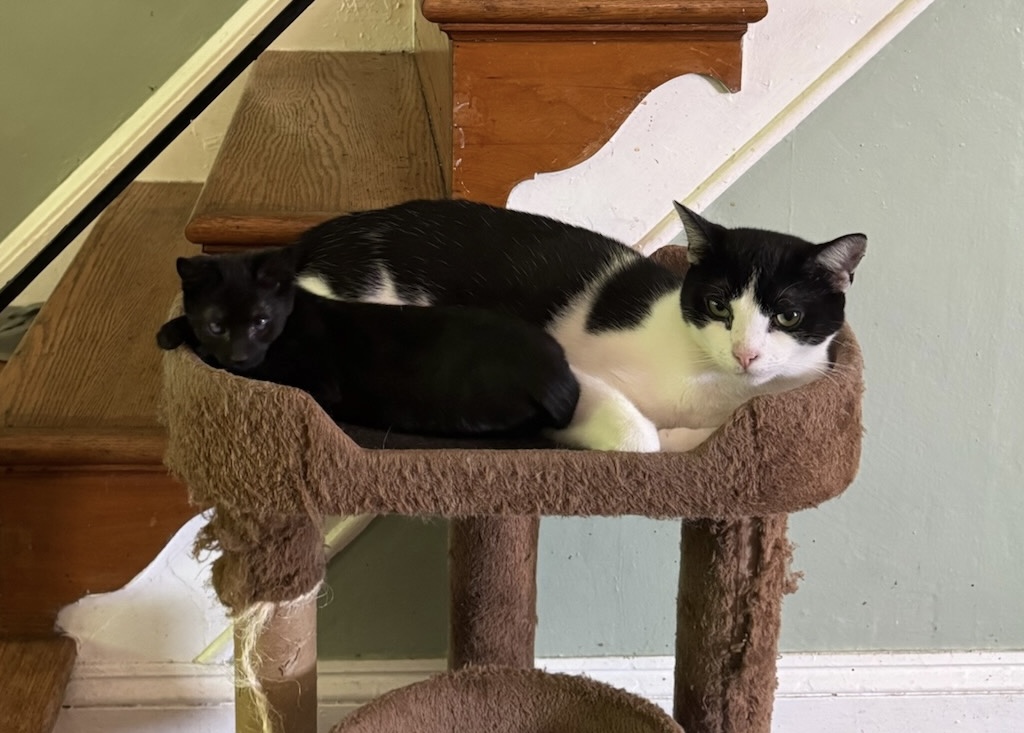 Enlarge Gina, a Adoptable Domestic Short Hair in Philadelphia, PA image 8/8