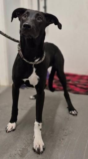 Kira, ADOPTABLE, Young Female Whippet.