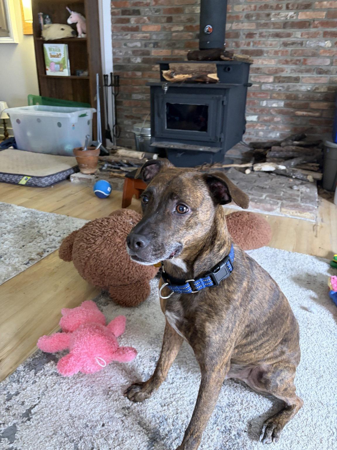 Max, a Adopted mixed breed in Baltimore, MD image 2/3