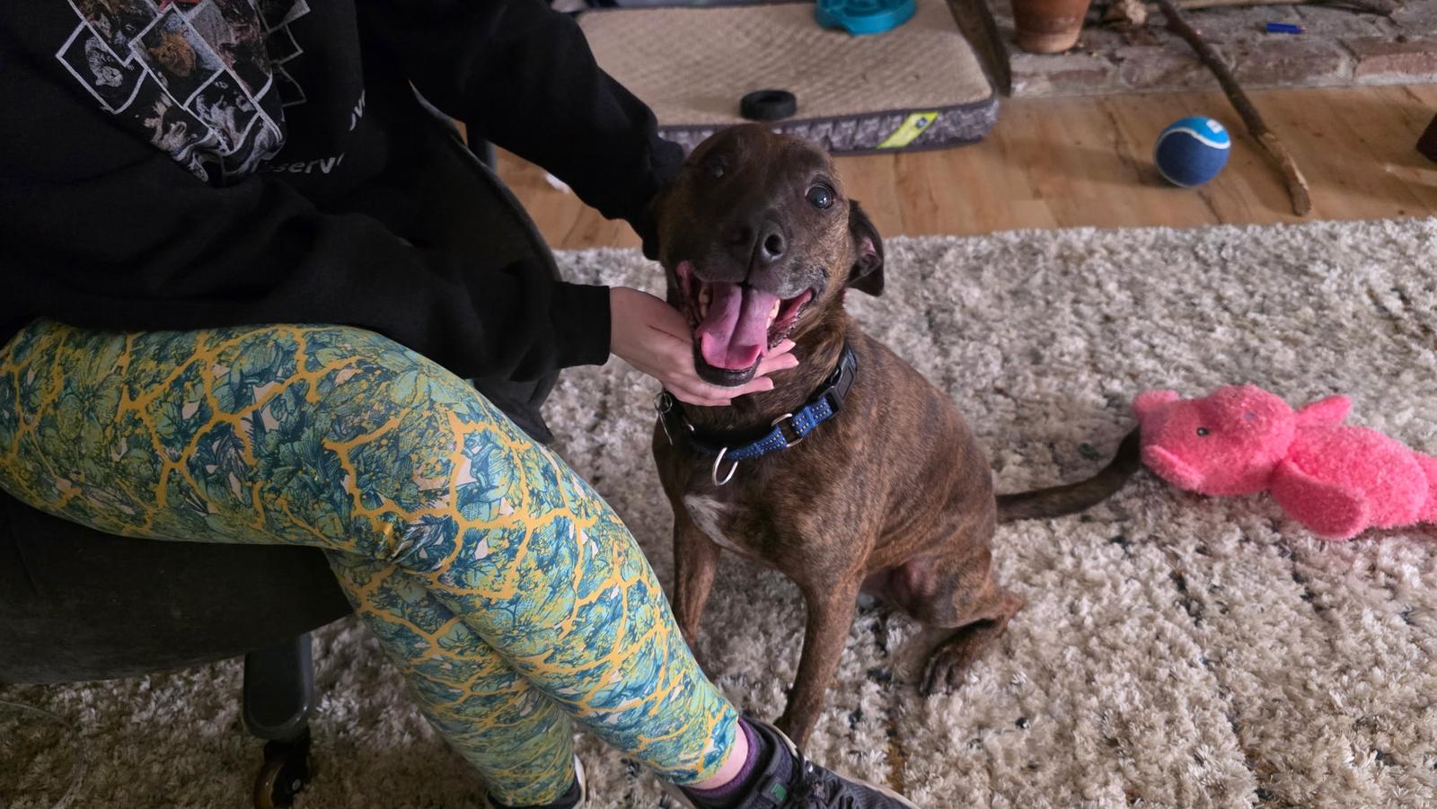 Max, a Adopted mixed breed in Baltimore, MD image 3/3