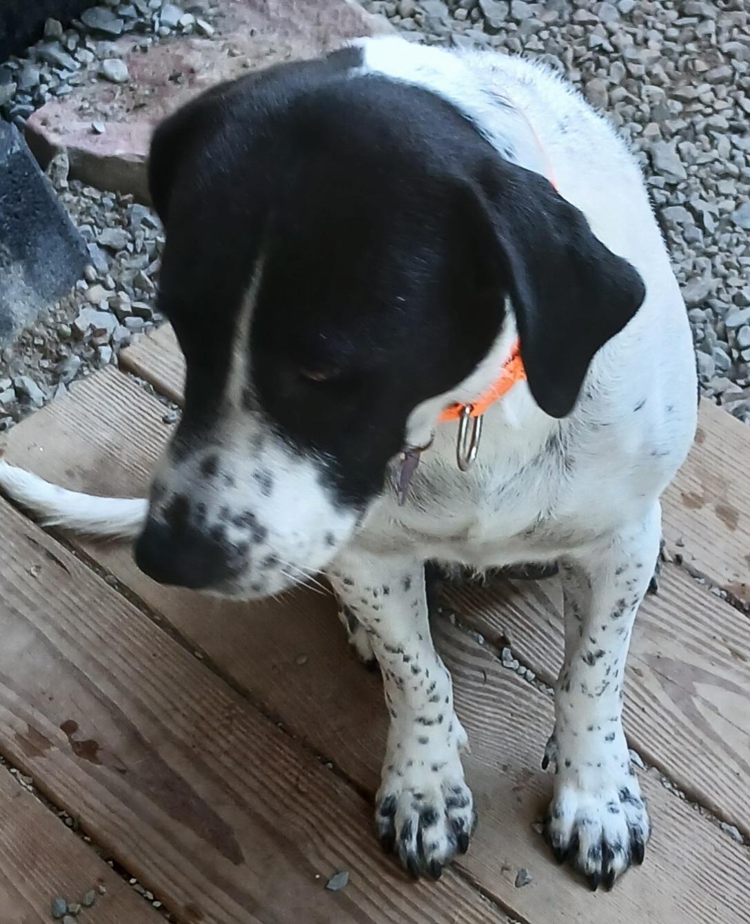 Enlarge Penny (Wonderful Family Companion), a ADOPTABLE mixed breed in Newfoundland, PA image 4/4