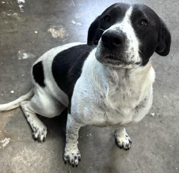Enlarge Penny (Wonderful Family Companion), a ADOPTABLE mixed breed in Newfoundland, PA image 2/4