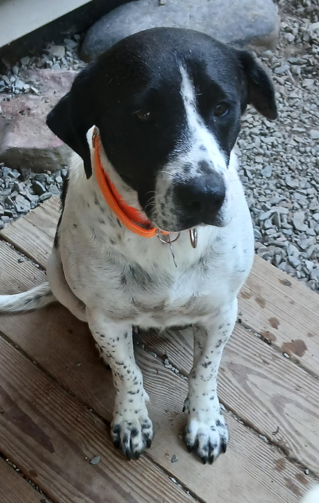 Enlarge Penny (Wonderful Family Companion), a ADOPTABLE mixed breed in Newfoundland, PA image 1/4