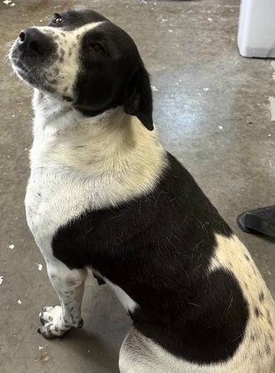 Enlarge Penny (Wonderful Family Companion), a ADOPTABLE mixed breed in Newfoundland, PA image 3/4