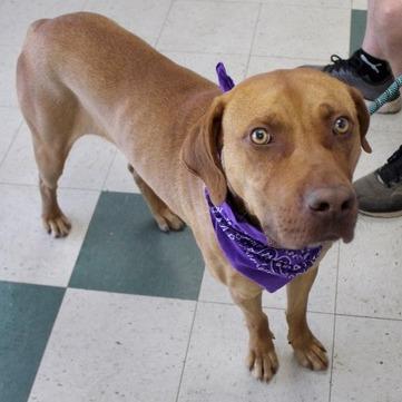 Remington, Adoptable, Young Male Vizsla & Labrador Retriever.