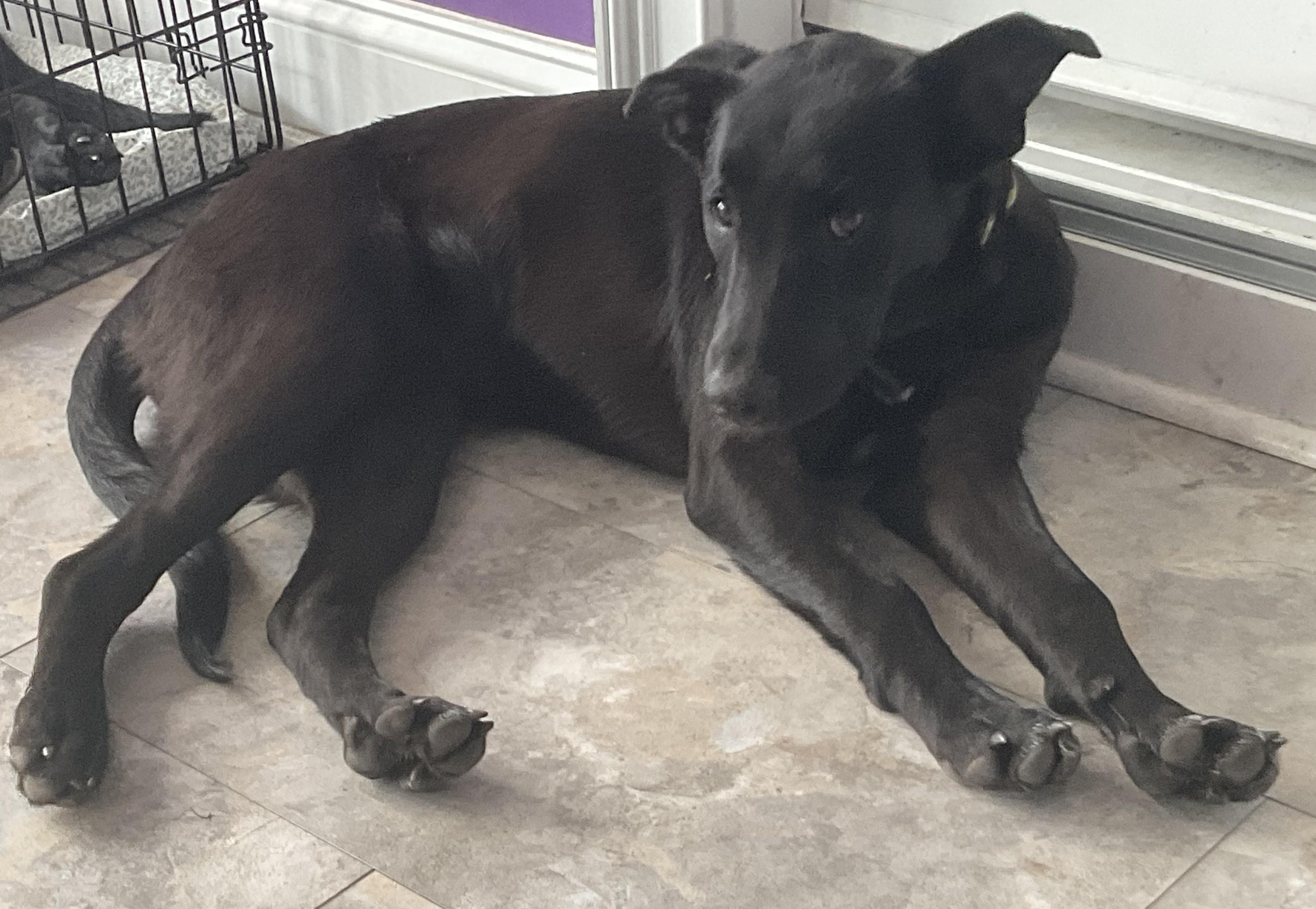 Libby, an adopted mixed breed in Jesup, GA image 3/5