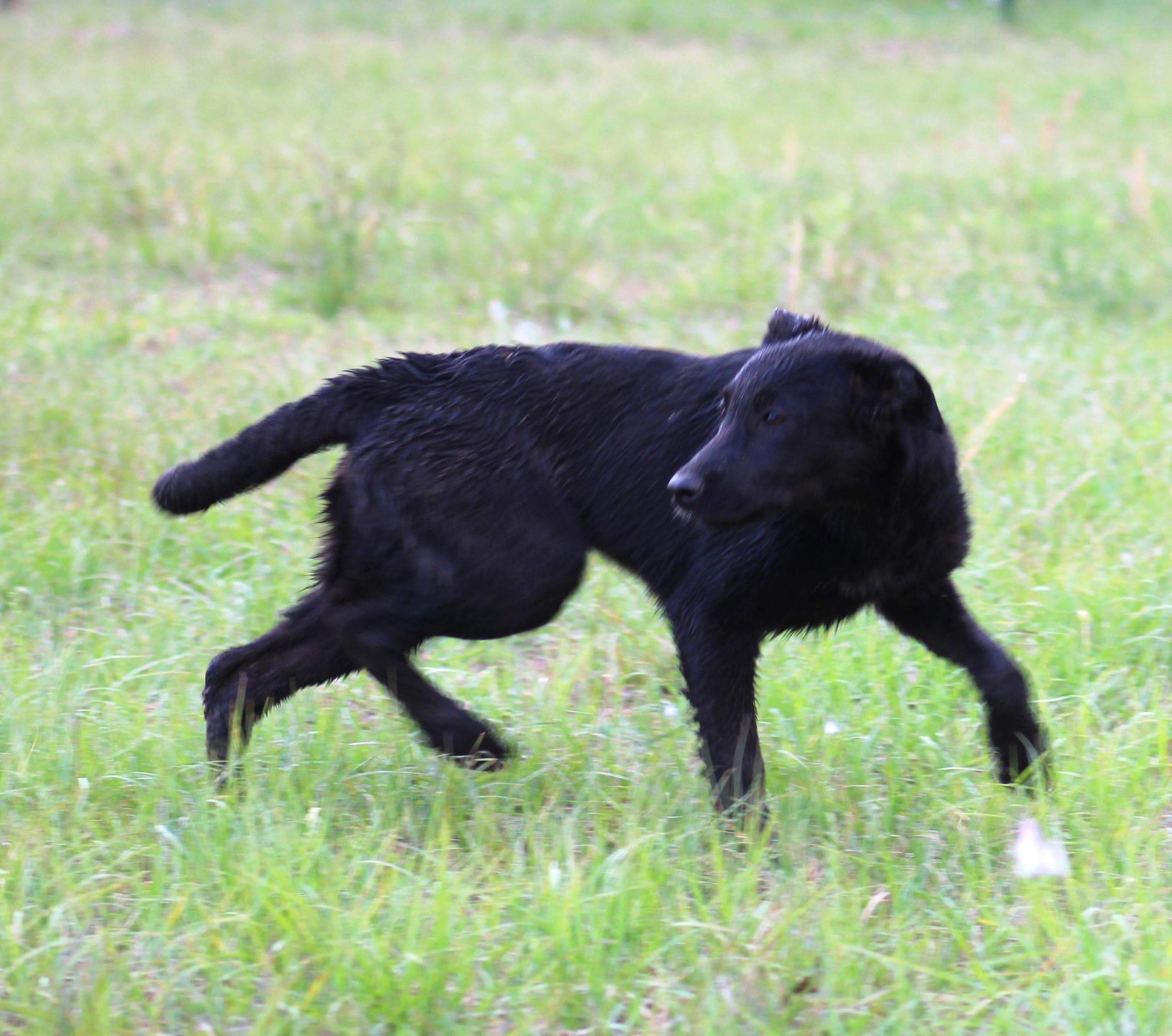 Libby, a ADOPTABLE mixed breed in Jesup, GA image 4/5