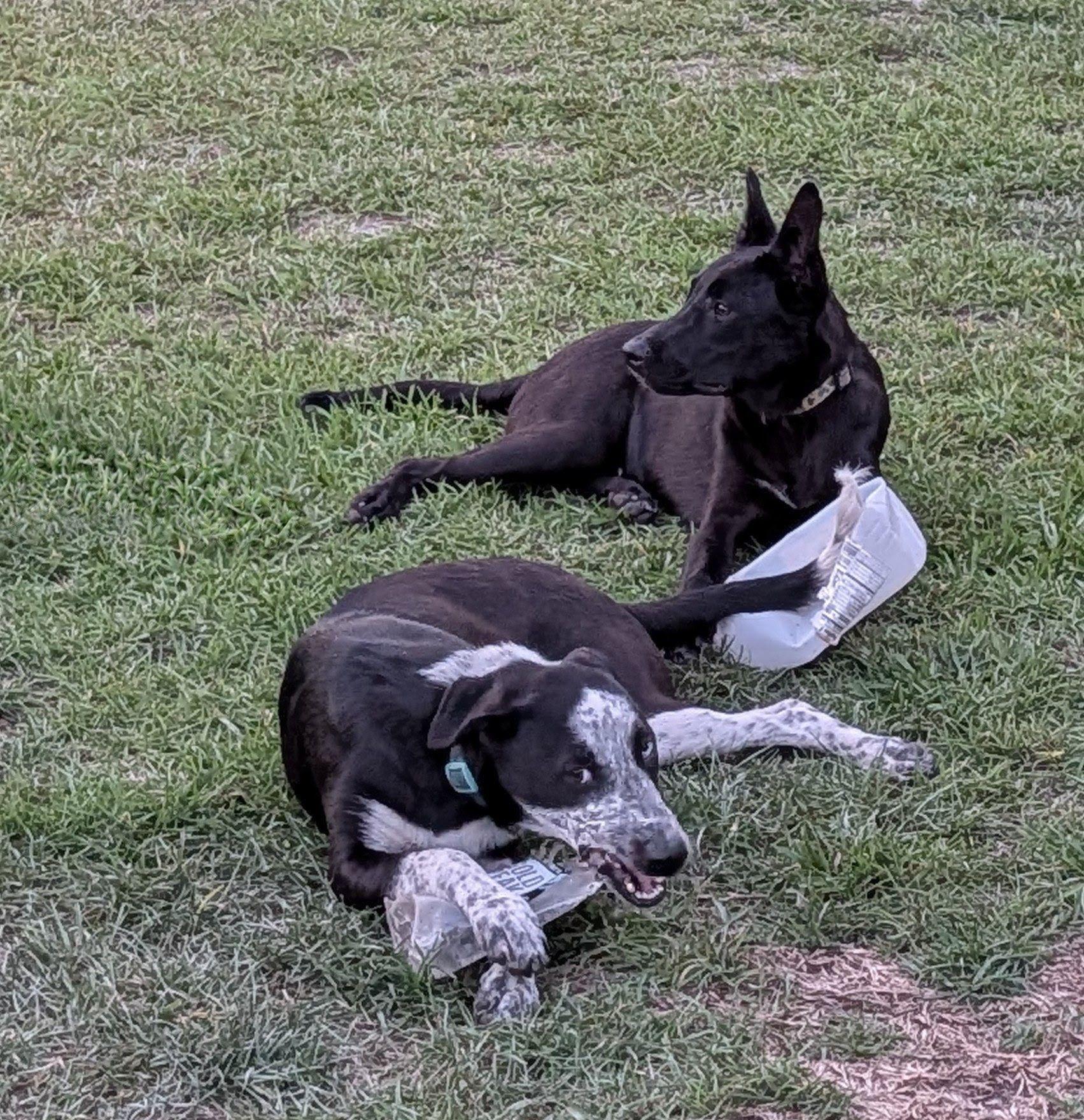 Libby, an adopted mixed breed in Jesup, GA image 2/5