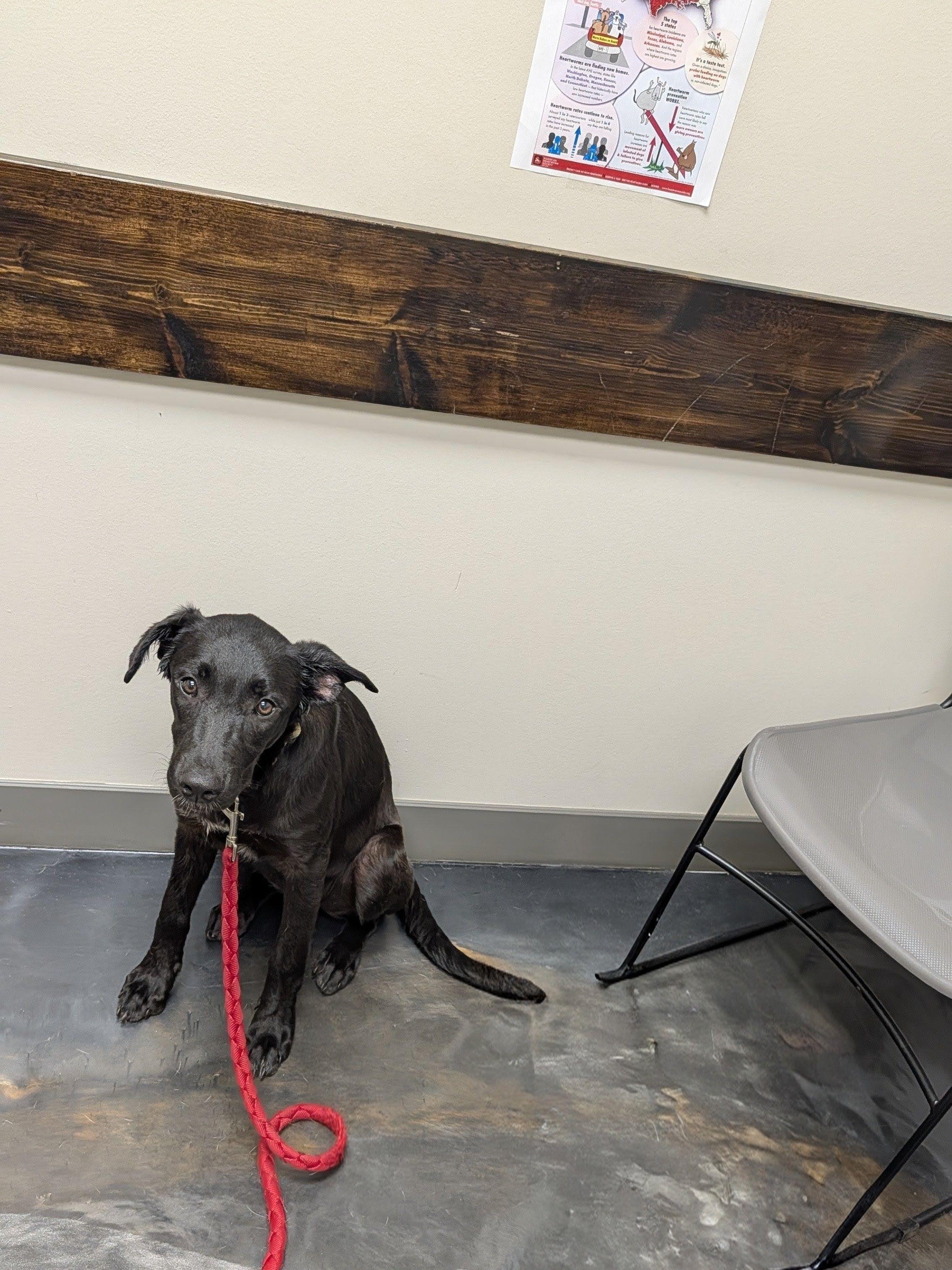 Enlarge Libby, a ADOPTABLE mixed breed in Jesup, GA image 4/4