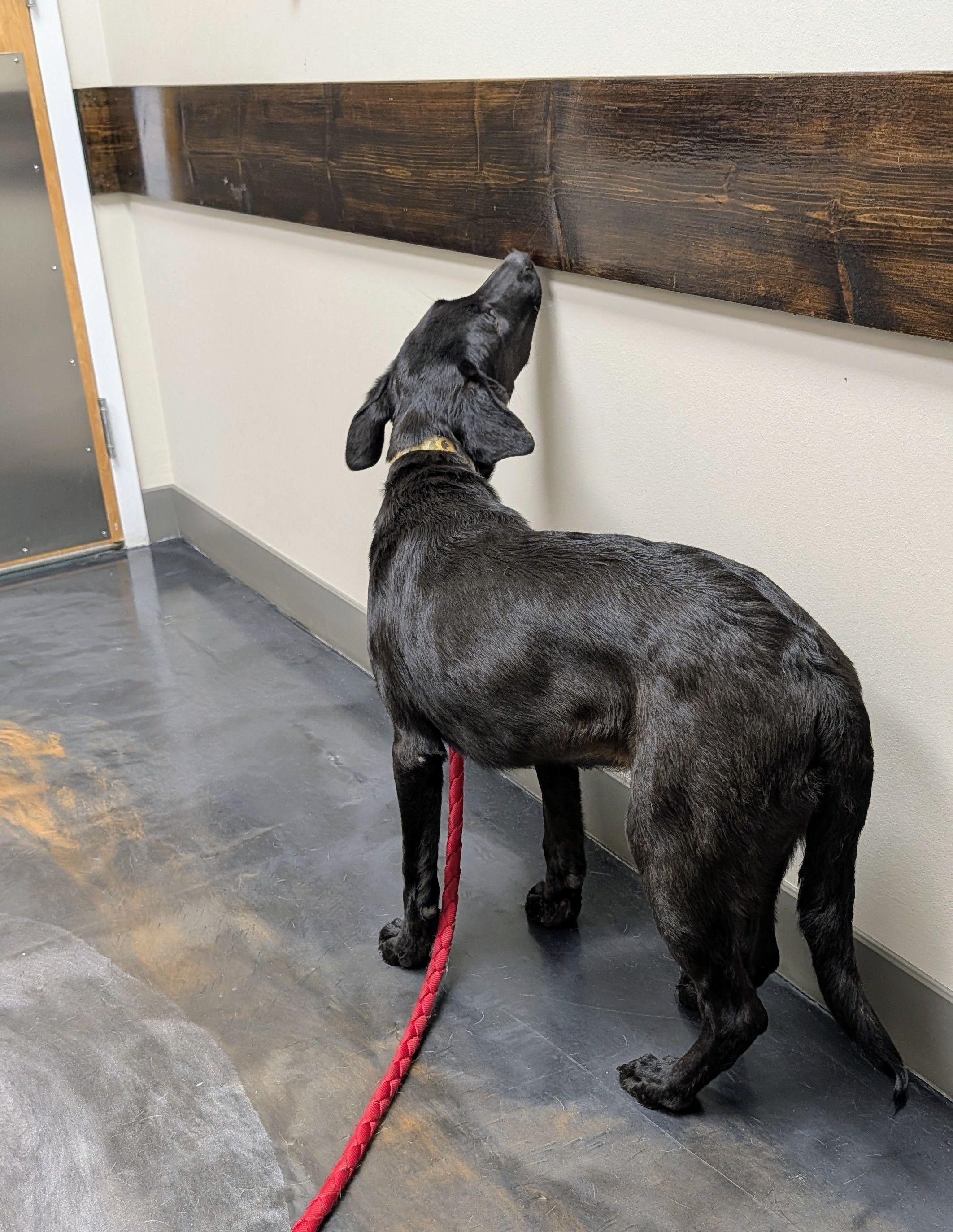 Enlarge Libby, a ADOPTABLE mixed breed in Jesup, GA image 2/4