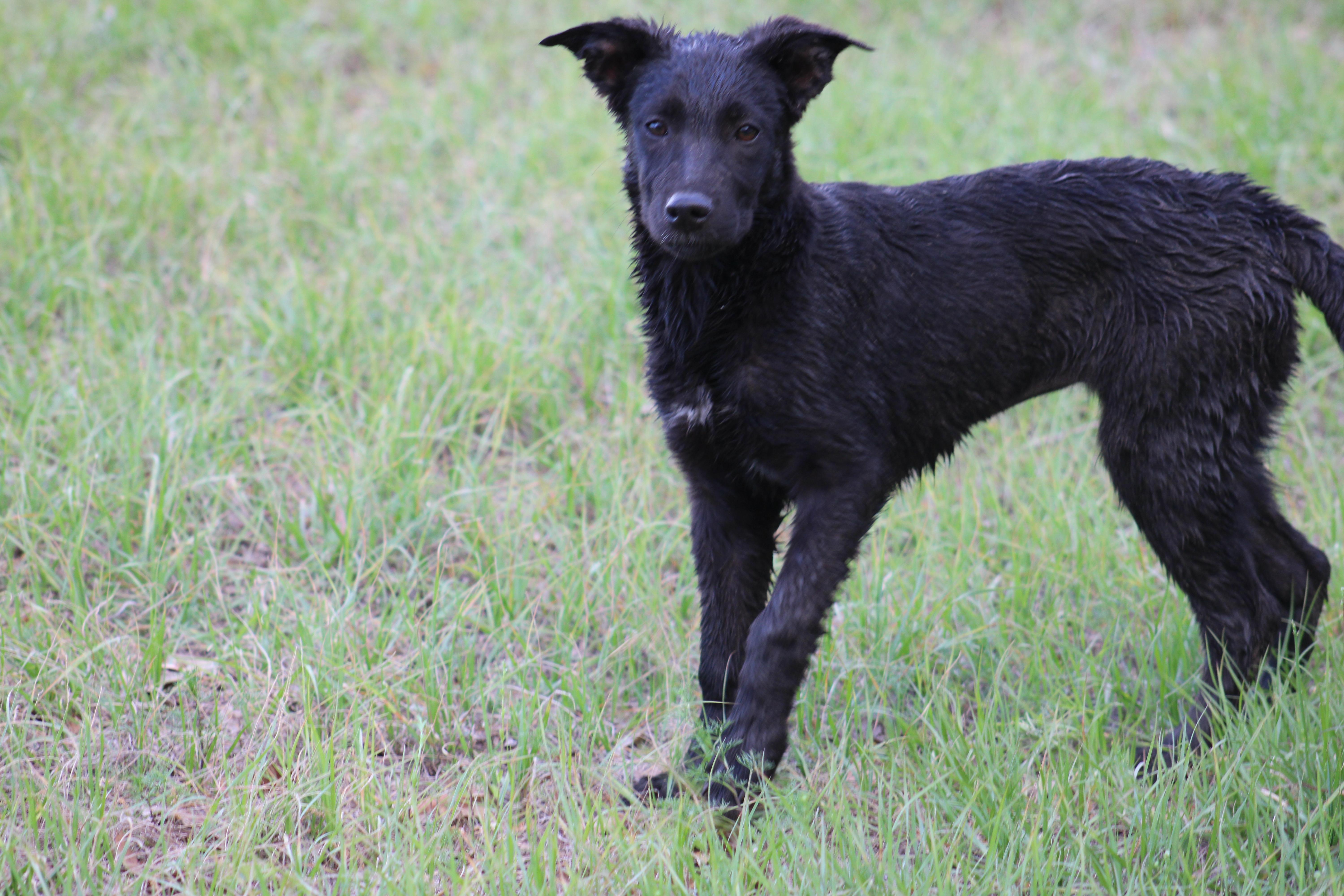 Libby, ADOPTABLE, Puppy Female German Shepherd Dog & Labrador Retriever.