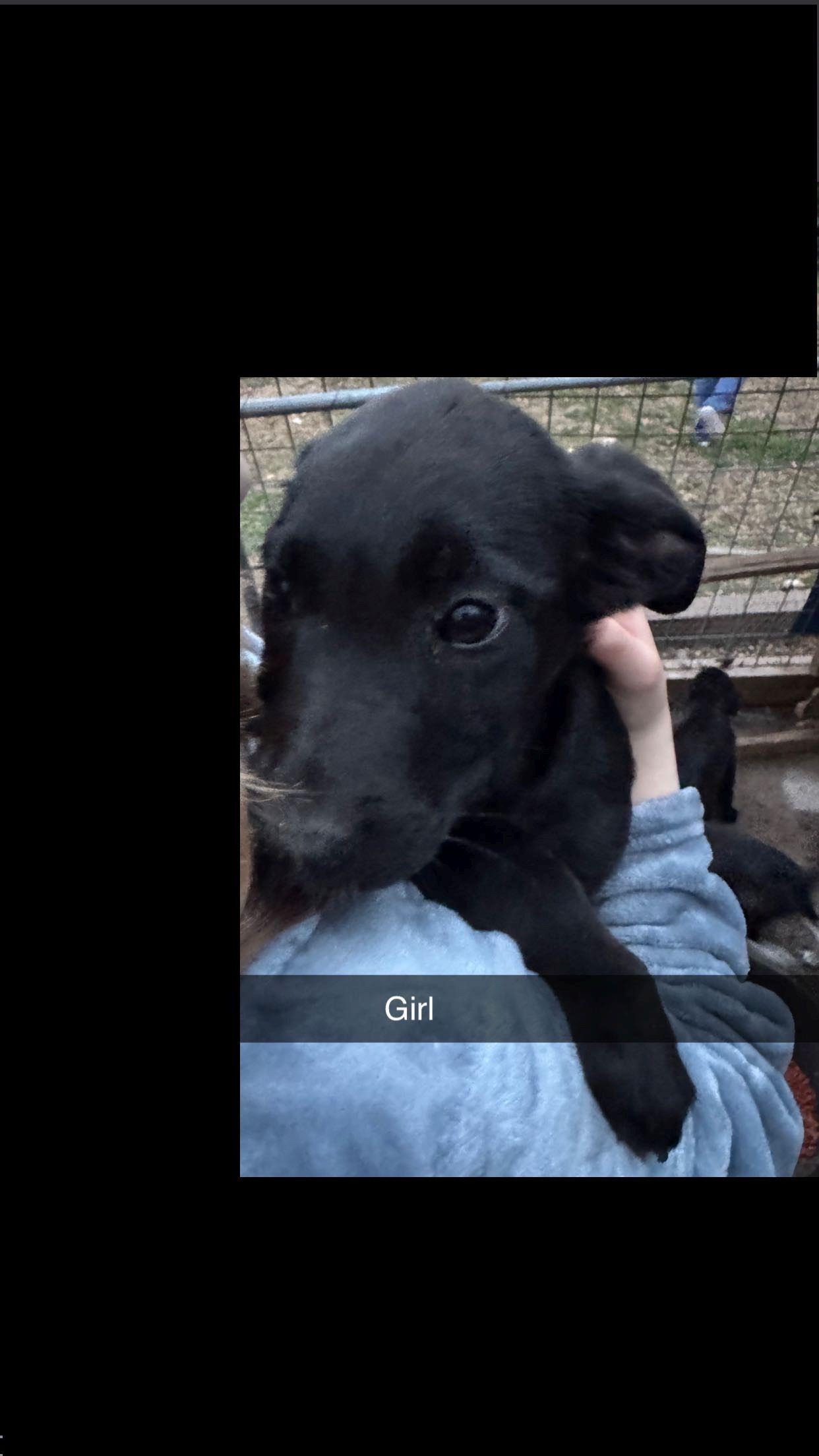 Libby, a ADOPTABLE mixed breed in Jesup, GA image 5/5