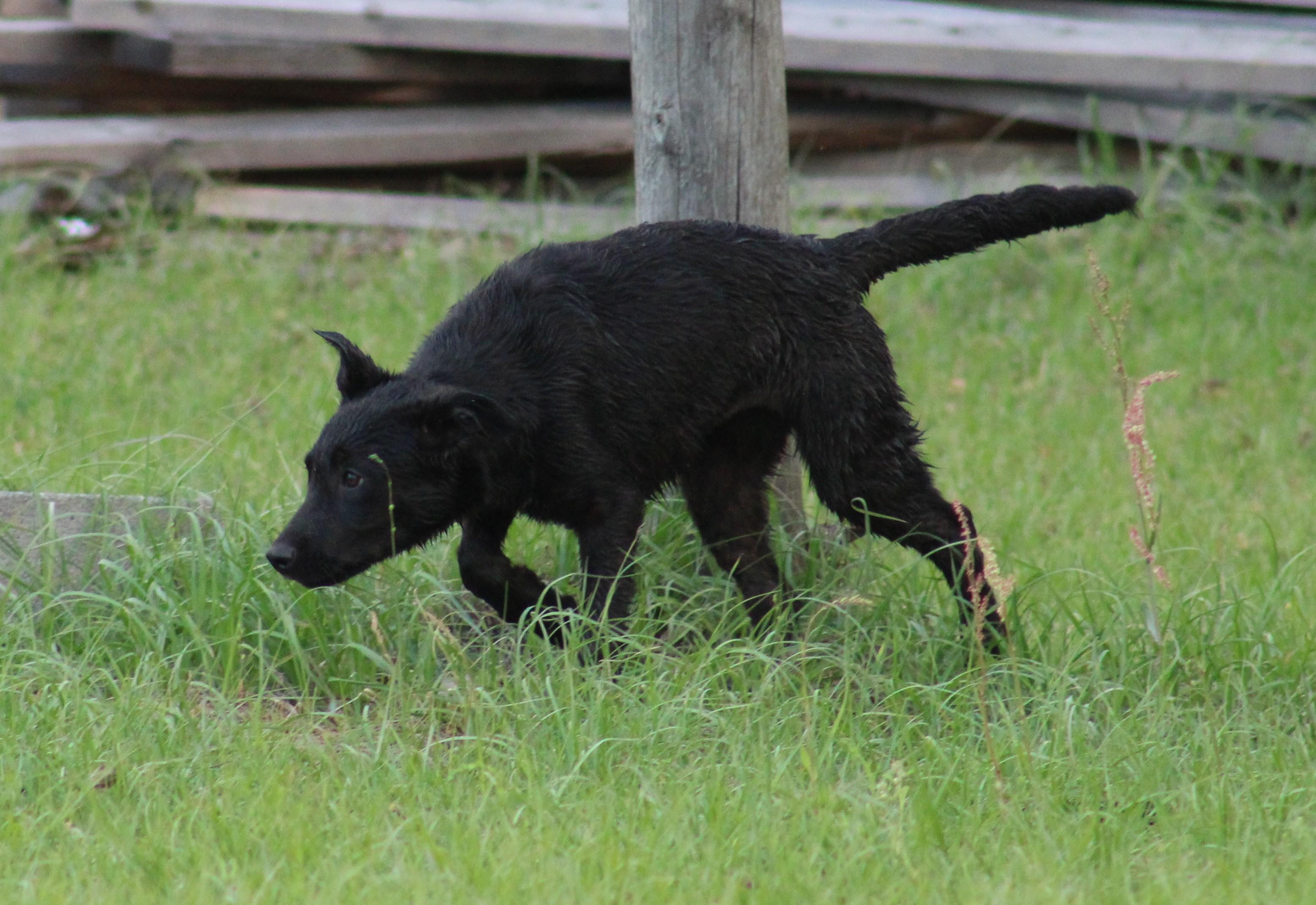 Libby, a ADOPTABLE mixed breed in Jesup, GA image 2/5