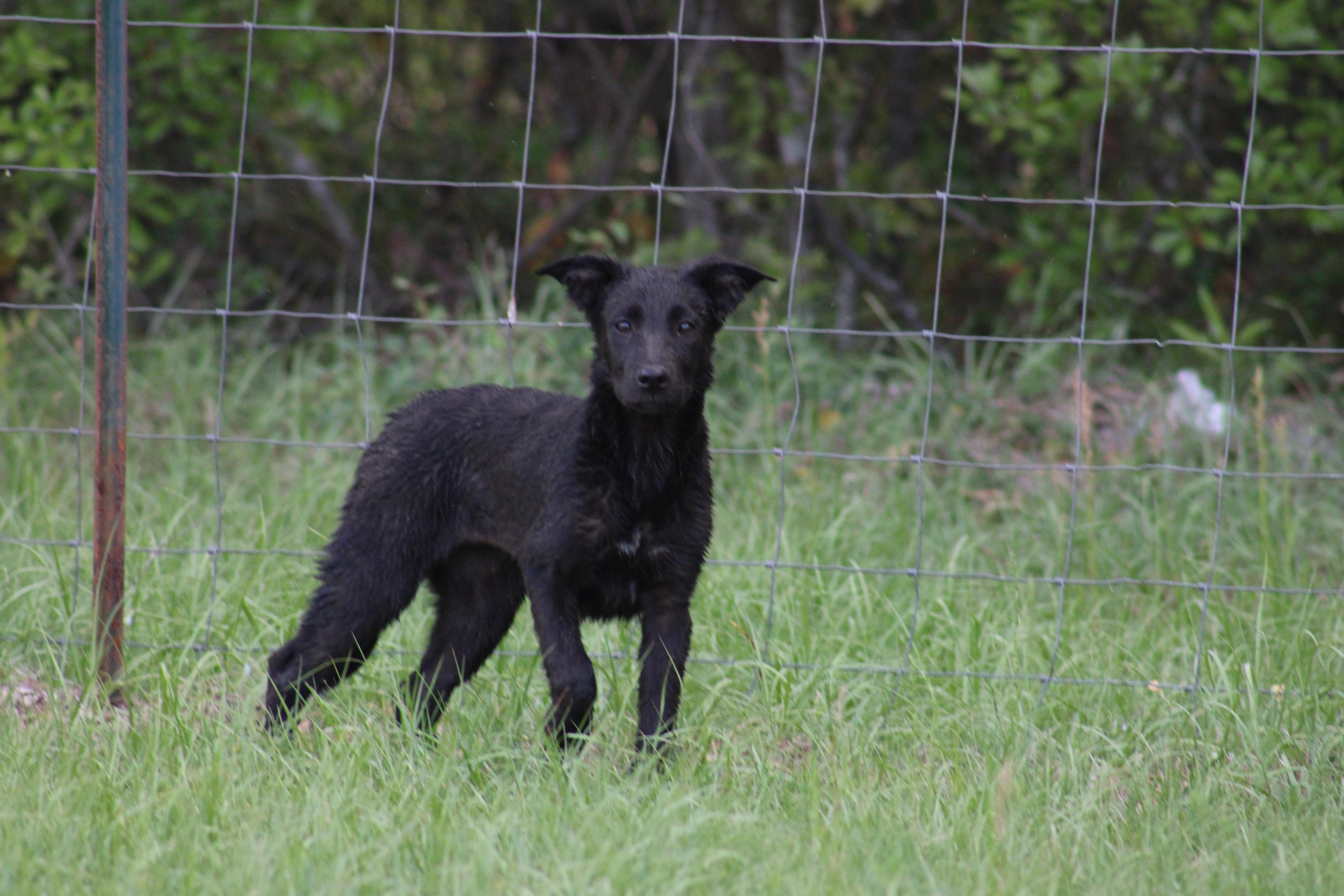 Libby, ADOPTABLE, Puppy Female German Shepherd Dog & Labrador Retriever.