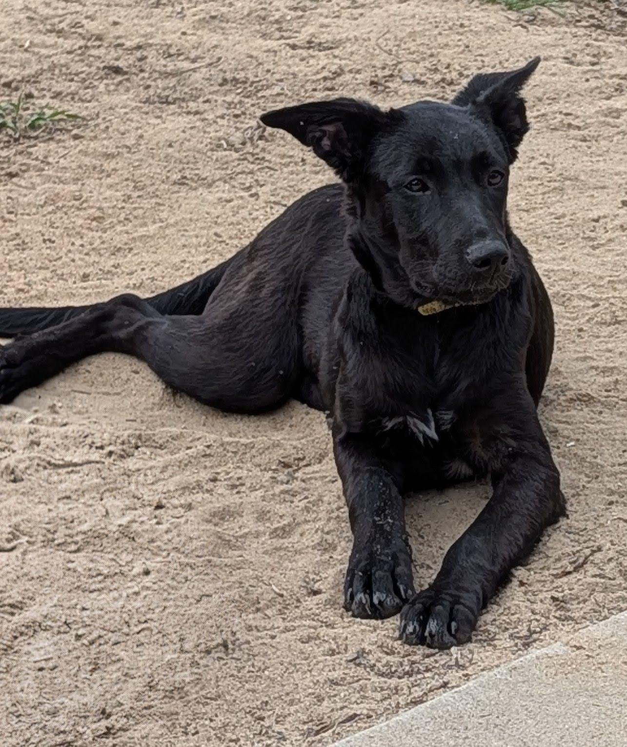 Libby, ADOPTABLE, Puppy Female German Shepherd Dog & Labrador Retriever.