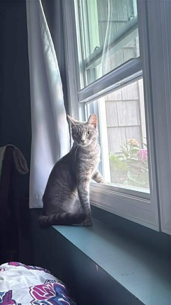 KELSEY, Adoptable, Adult Female Domestic Short Hair.