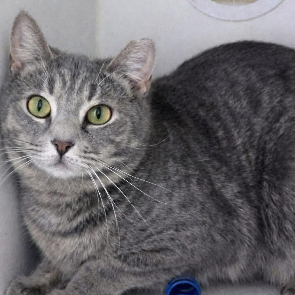 Enlarge KELSEY, a Adoptable Domestic Short Hair in Holbrook, NY image 2/3