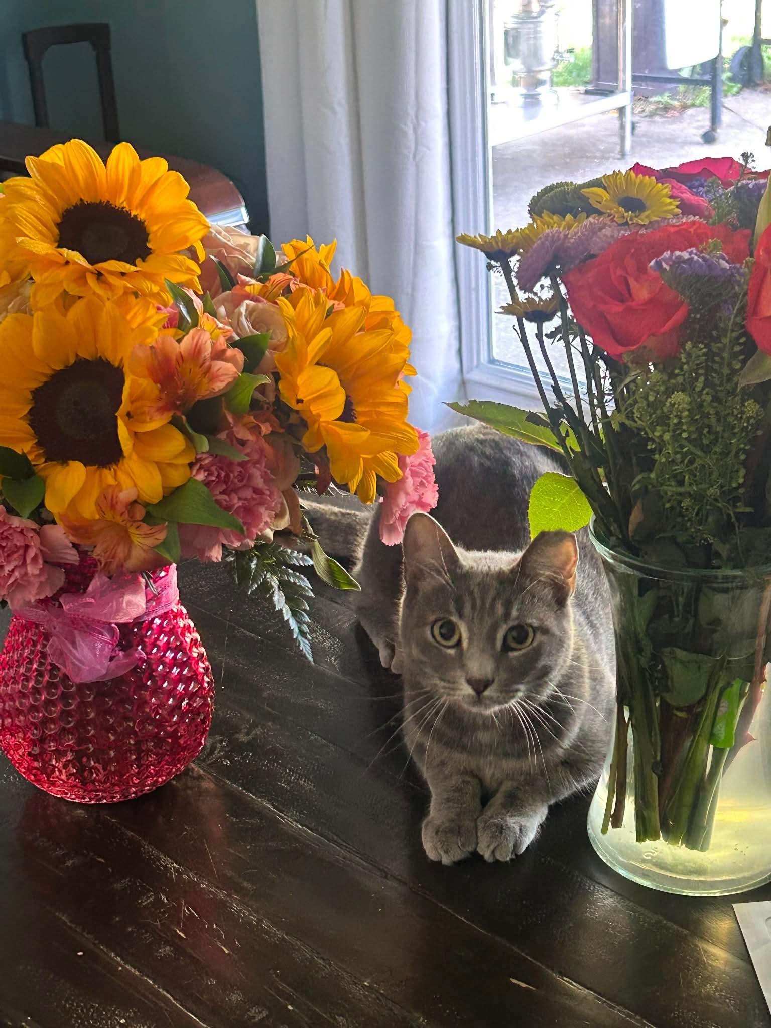 Enlarge KELSEY, a Adoptable Domestic Short Hair in Holbrook, NY image 3/3