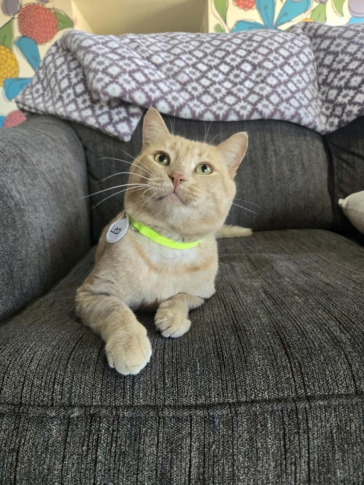 Leo 7, Adoptable, Adult Male Domestic Short Hair.