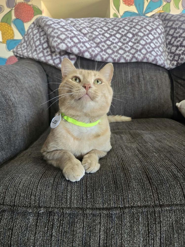 Enlarge Leo 7, a Adoptable mixed breed in tucson, AZ image 2/6