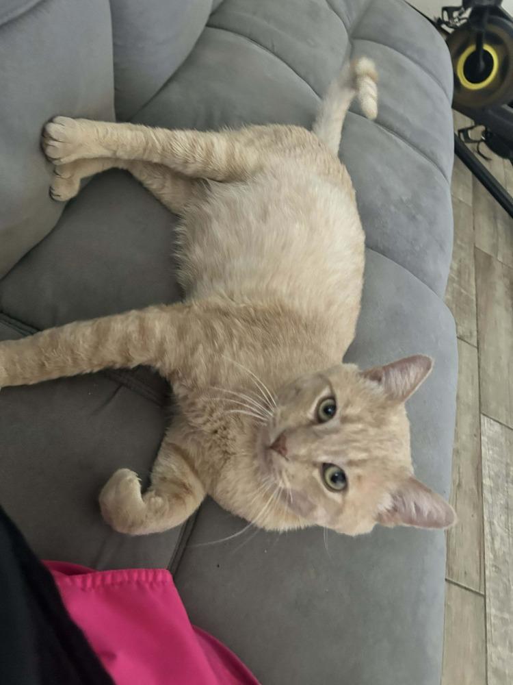 Enlarge Leo 7, a Adoptable mixed breed in tucson, AZ image 4/6