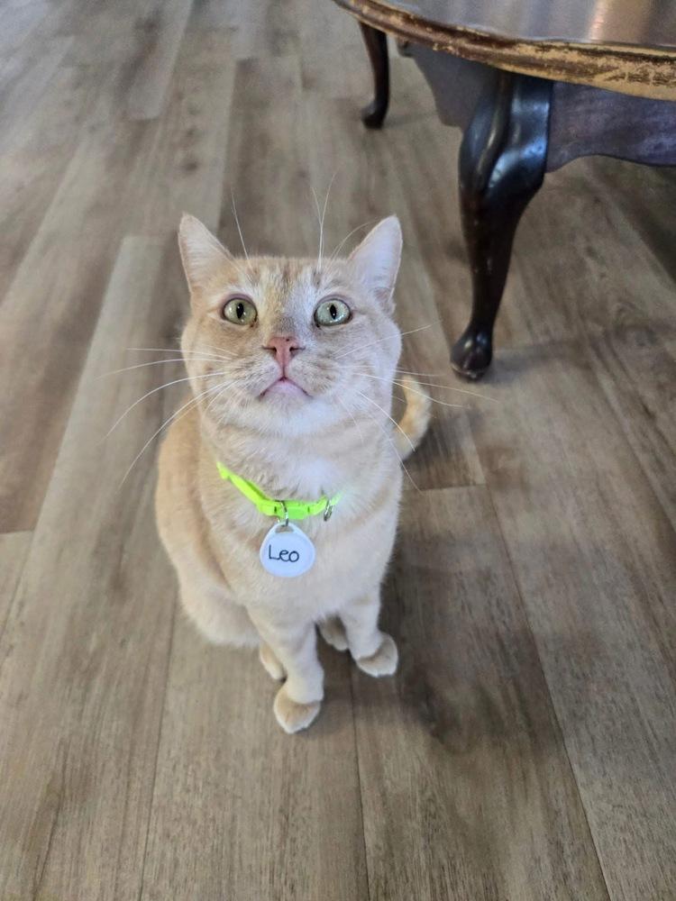 Enlarge Leo 7, a Adoptable mixed breed in tucson, AZ image 5/6