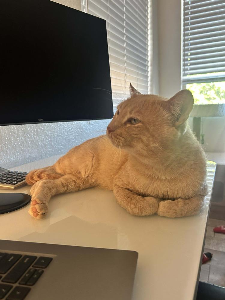 Enlarge Leo 7, a Adoptable mixed breed in tucson, AZ image 6/6