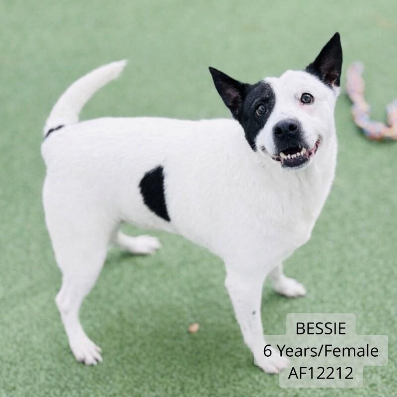 Bessie, Adoptable, Adult Female Cattle Dog & Border Collie.
