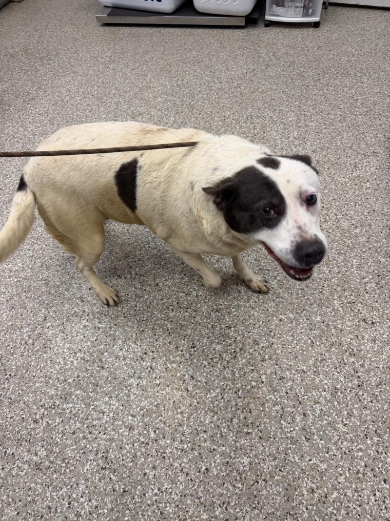 Enlarge Bessie, a Adoptable mixed breed in Supply, NC image 2/2