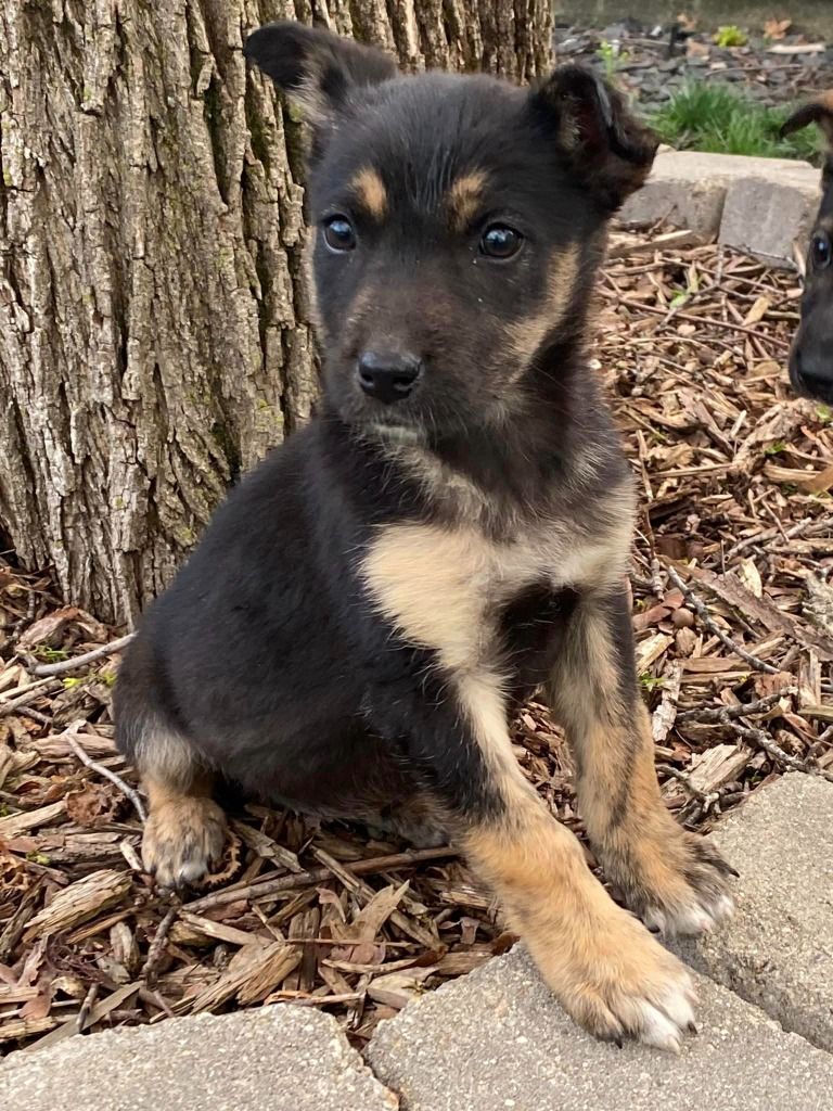 Rumble , Adoptable, Young Female Shepherd.